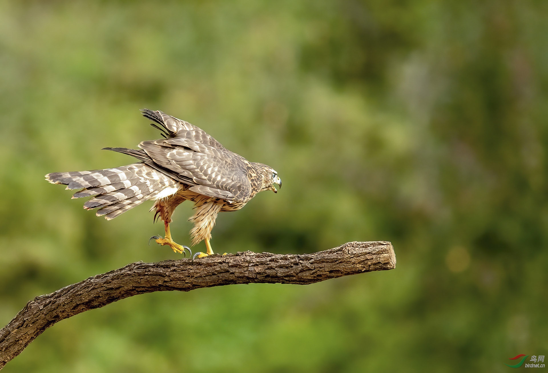 DSC_6973-denoise_1.jpg