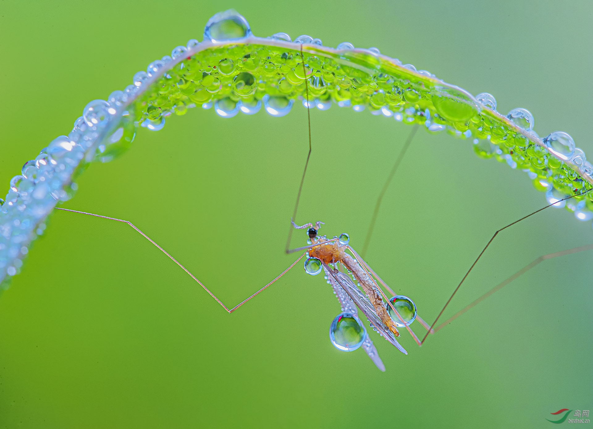 ������ɡ