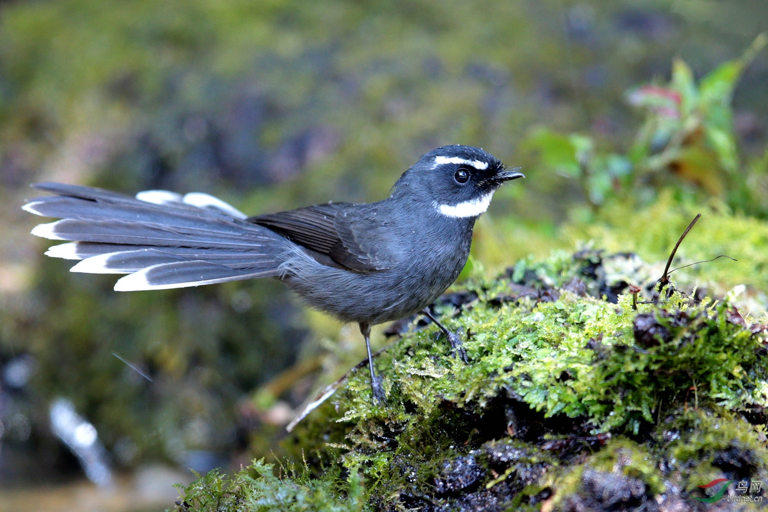白眉扇尾鹟