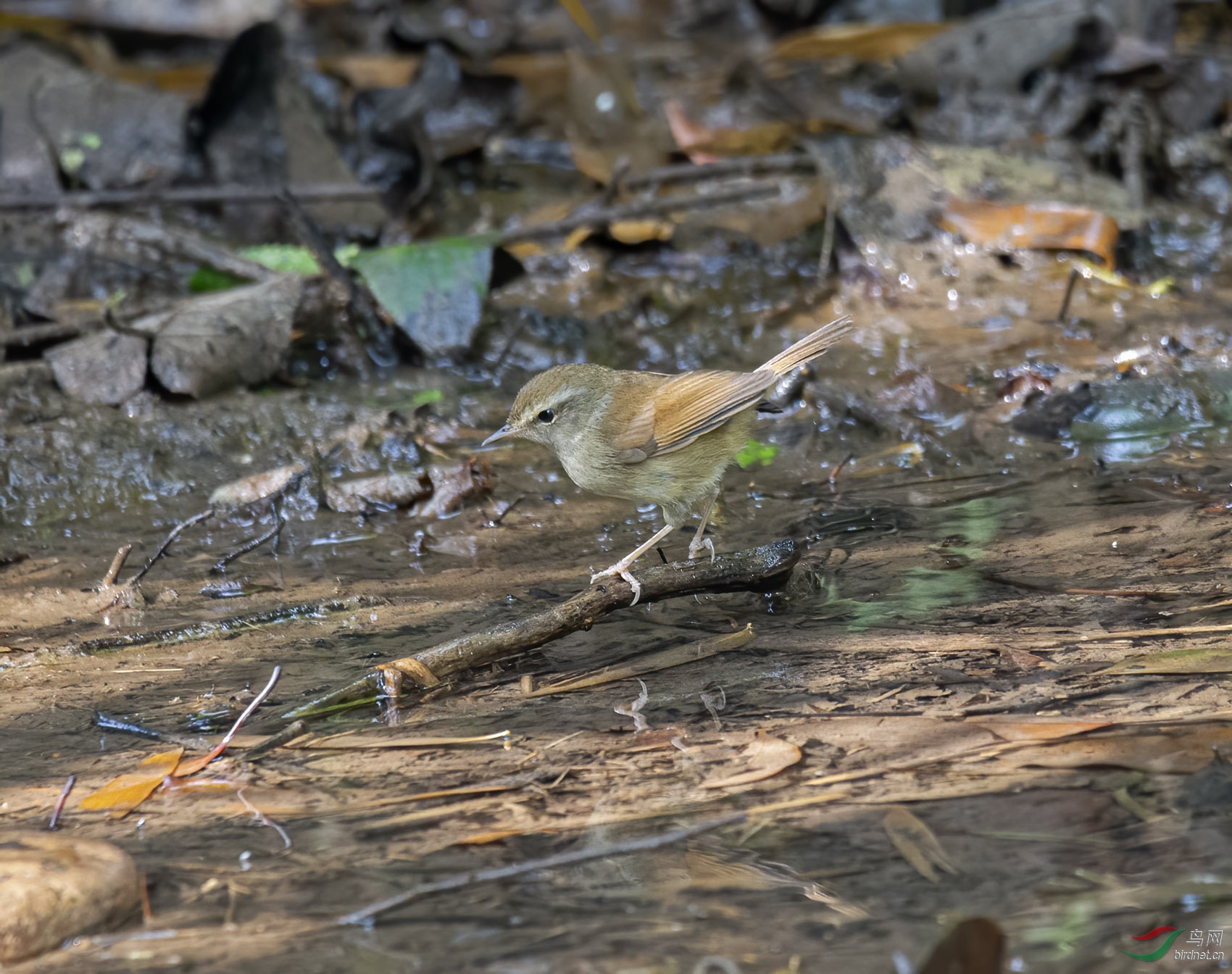 DSC_6660-1.jpg