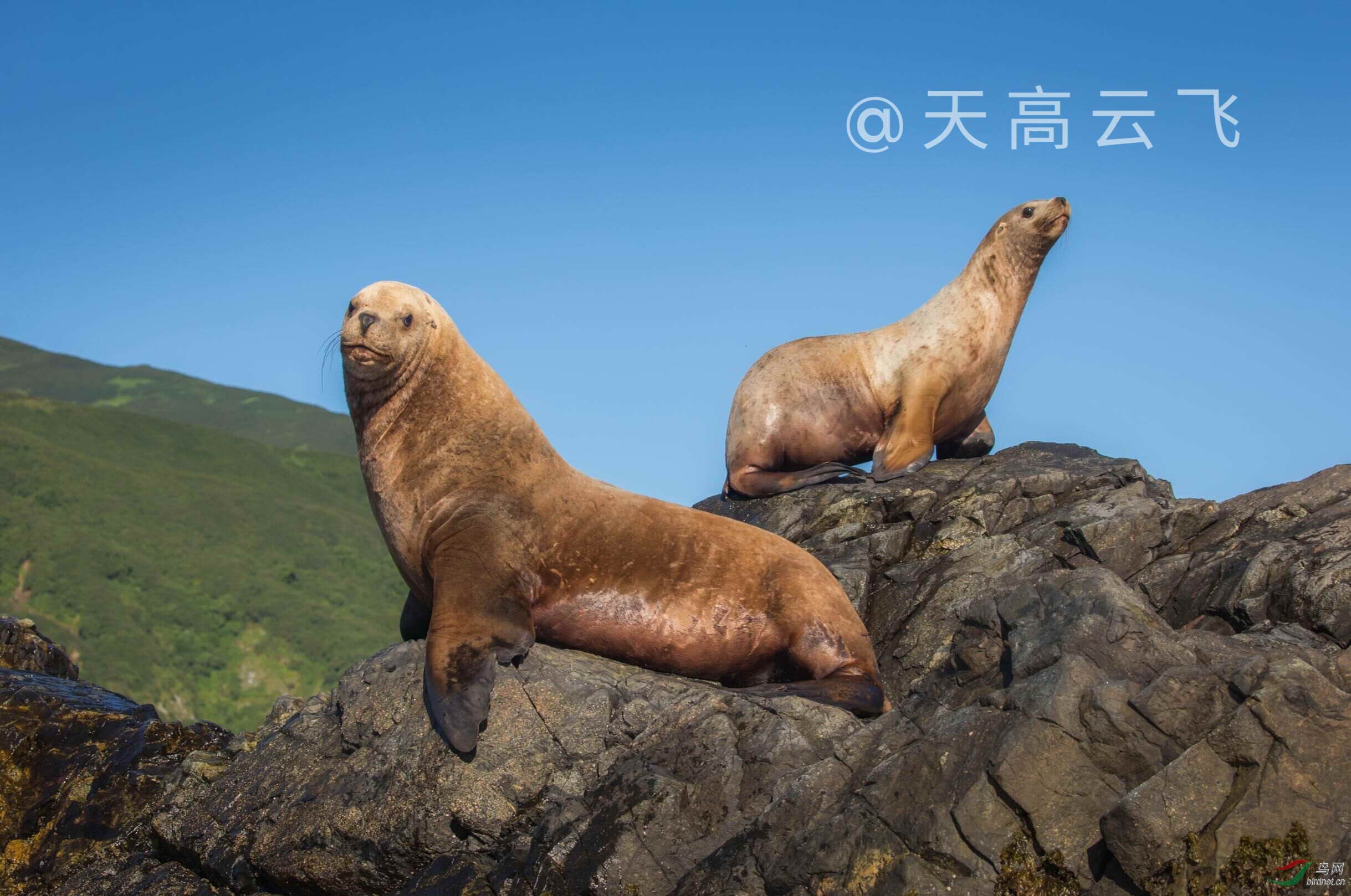 北海狮(俄罗斯指挥官群岛)