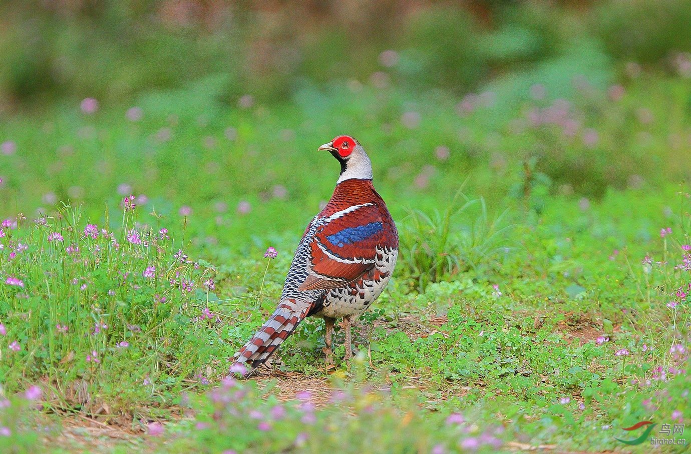 回眸-白颈长尾雉