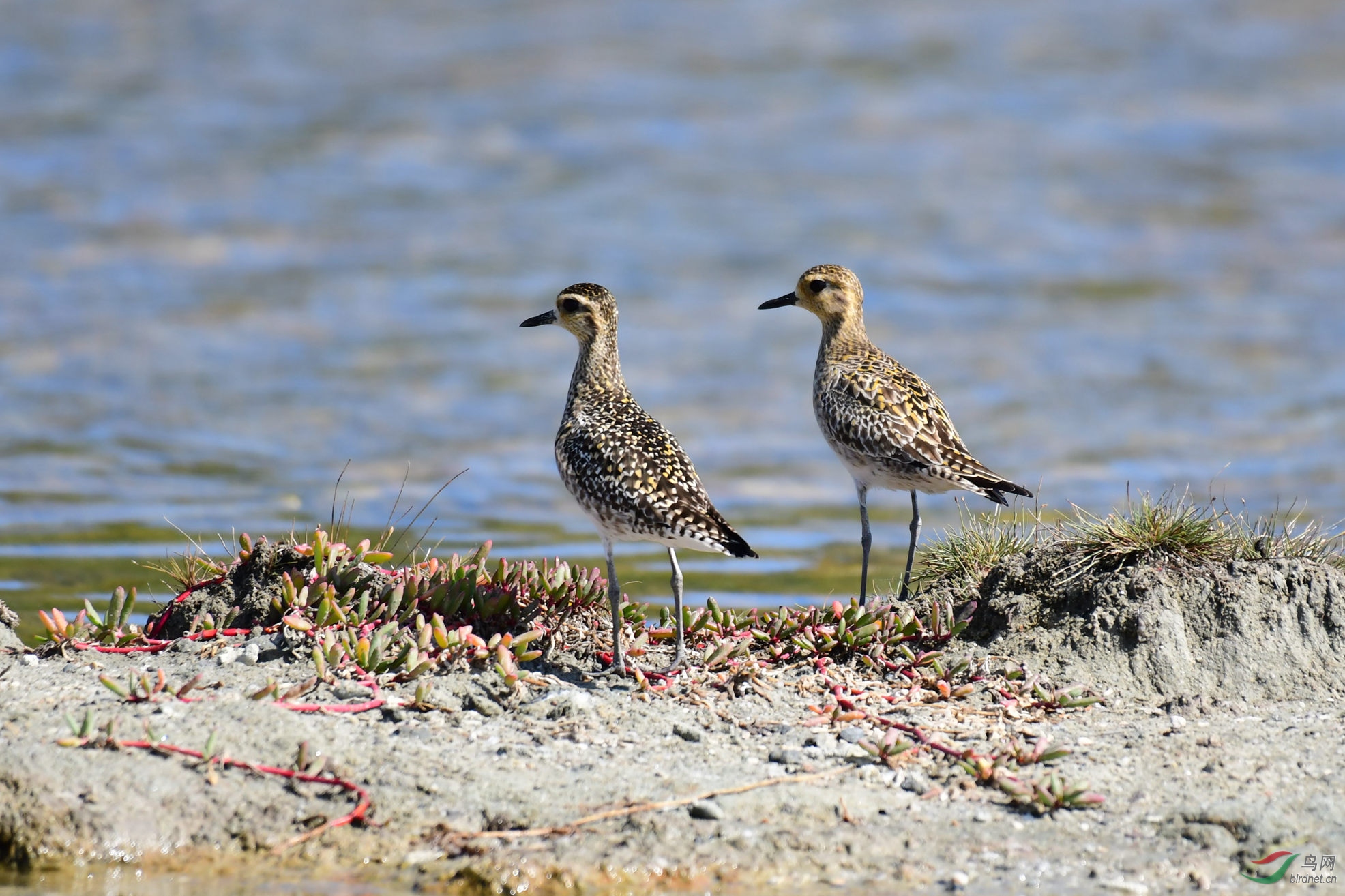 ���a �����������γ�