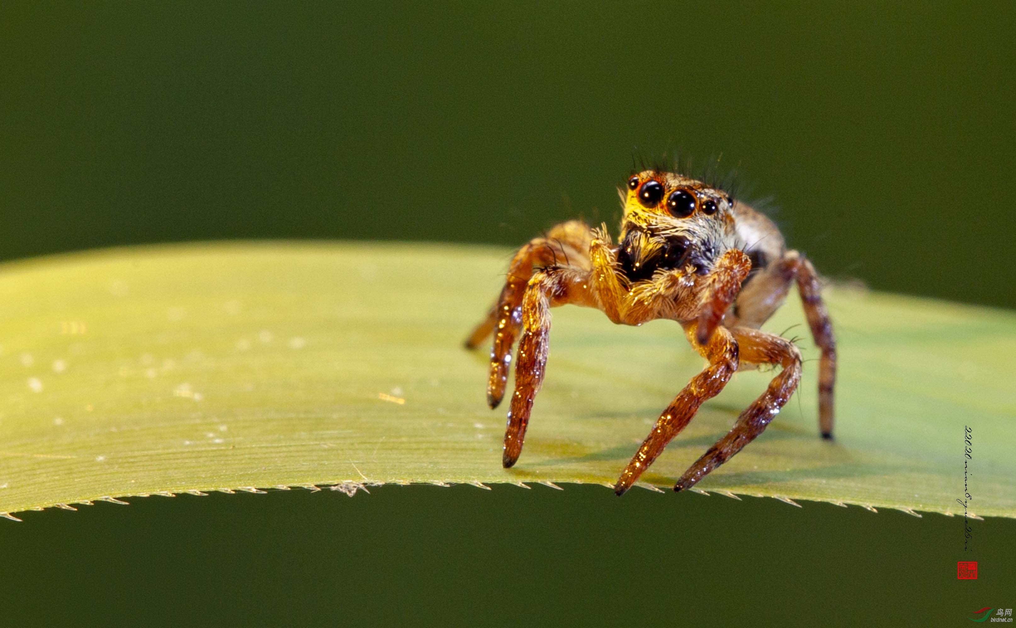 《跳珠》姜岭-2020年8月25日
