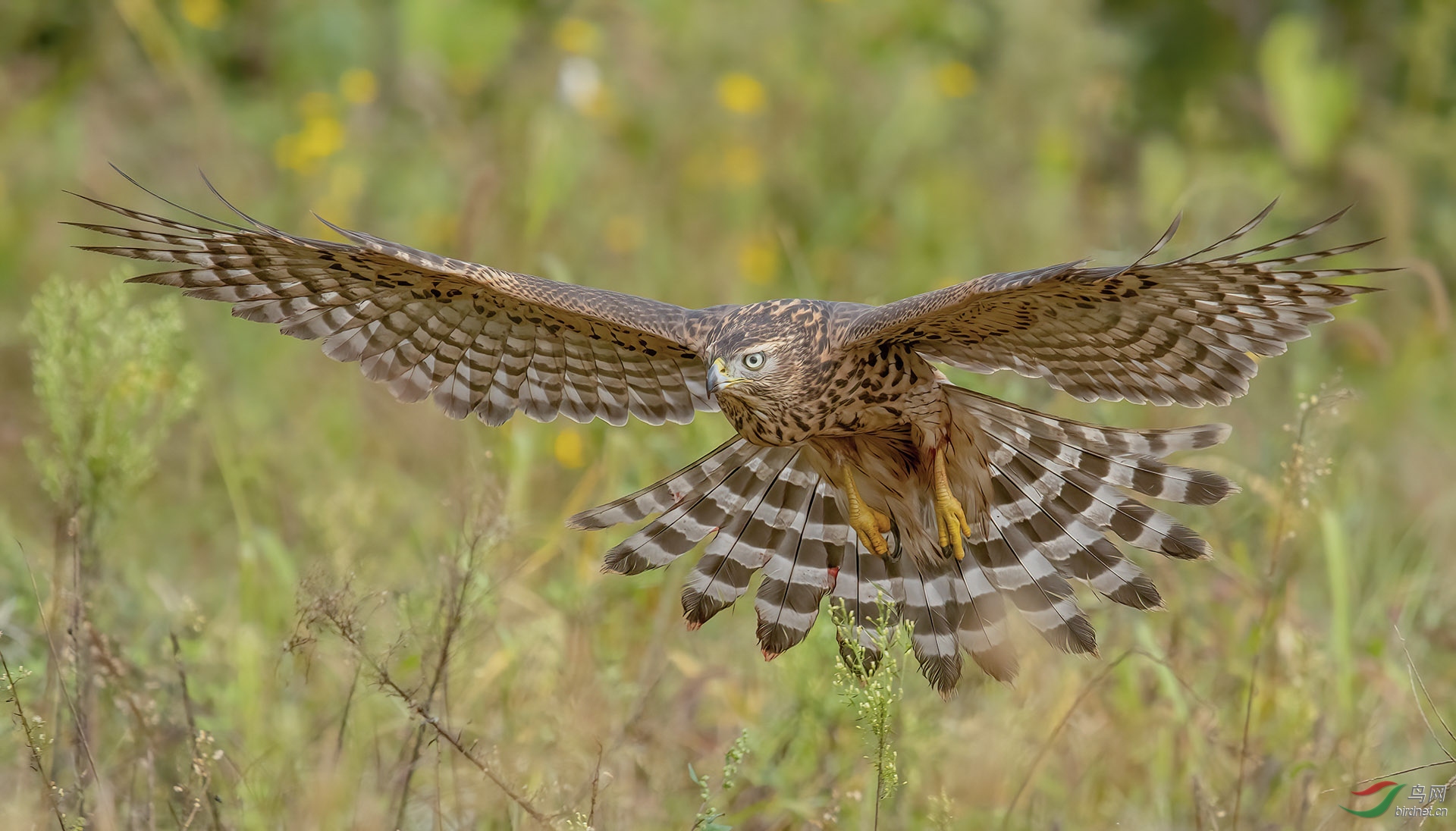 DSC_7038-denoise_1.jpg
