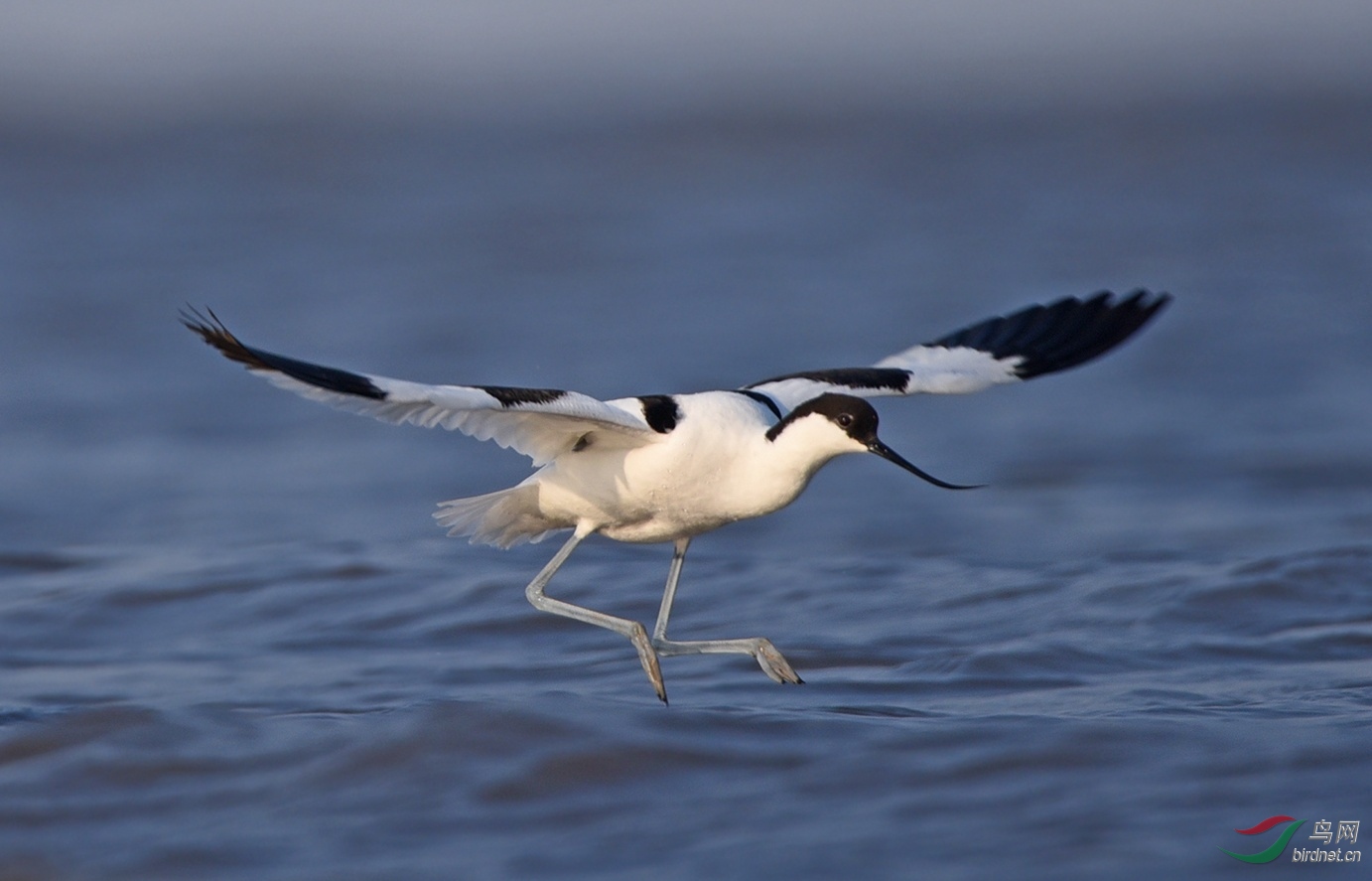 反嘴鹬水面滑翔