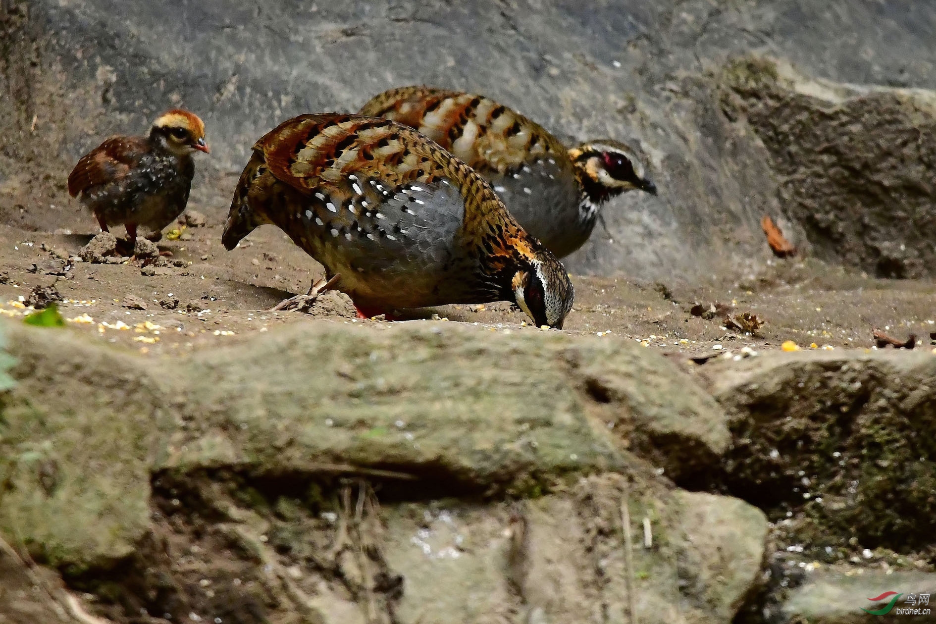 DSC_9754_����.jpg