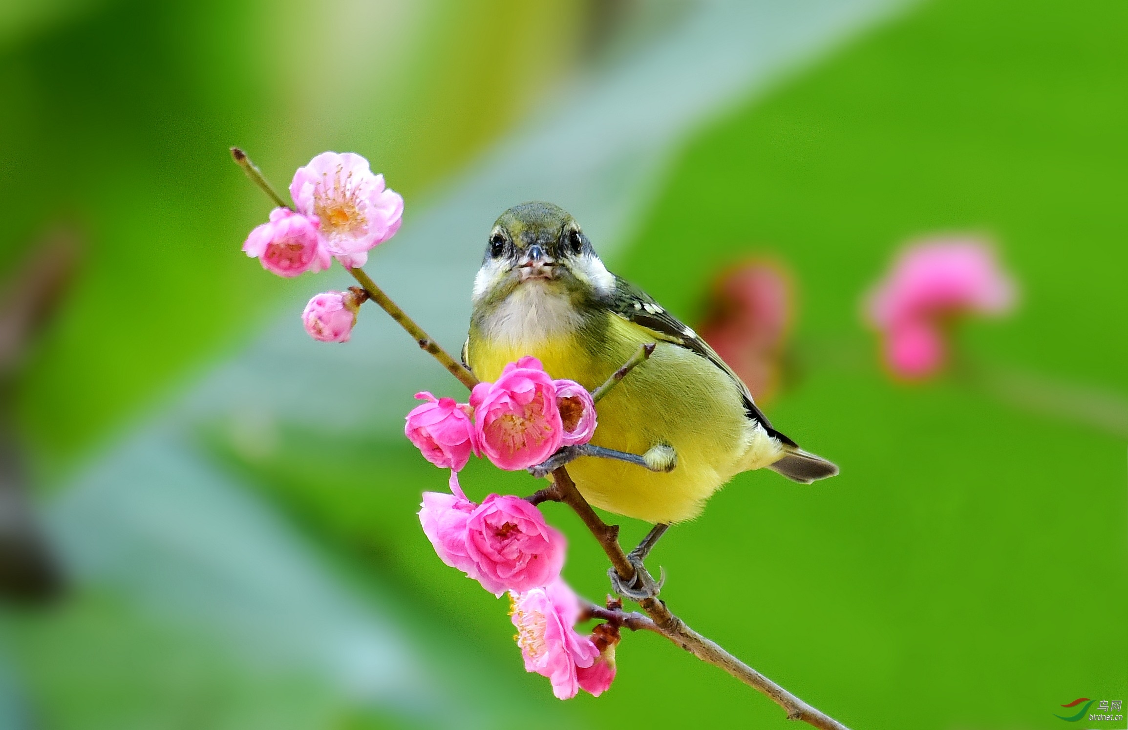 DSC_5006_conew2.jpg