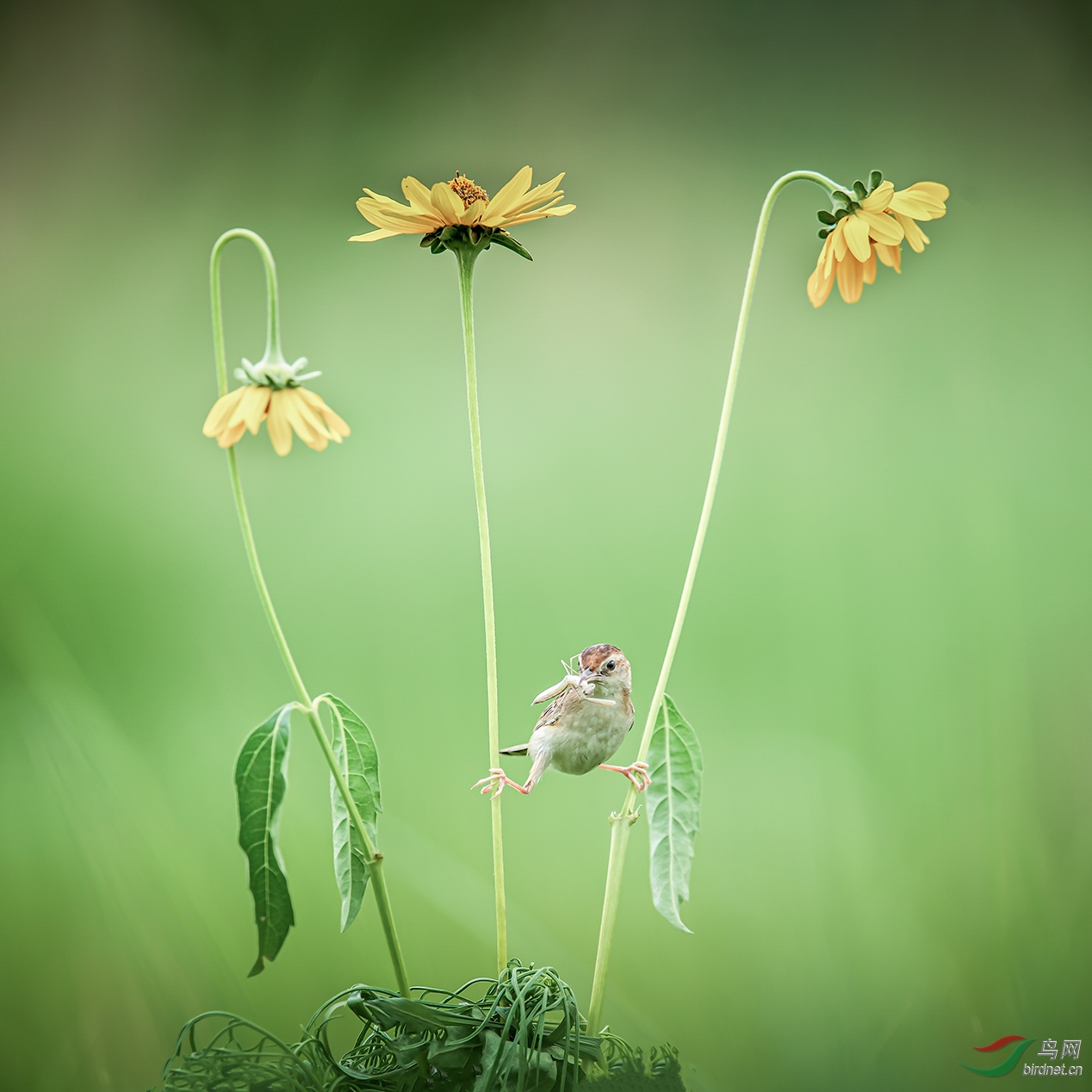 ������ʯ��ׯ�������ϡ�