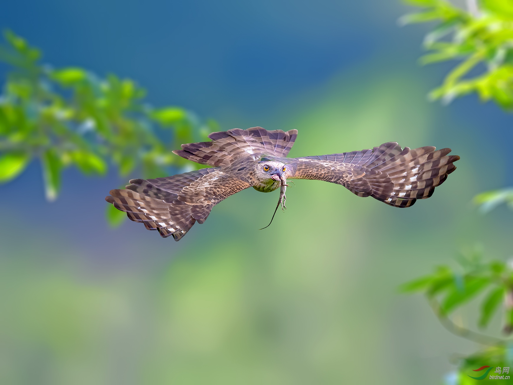 雏鹰展翅凤头鹰祝贺老师佳作荣获vip综合精华
