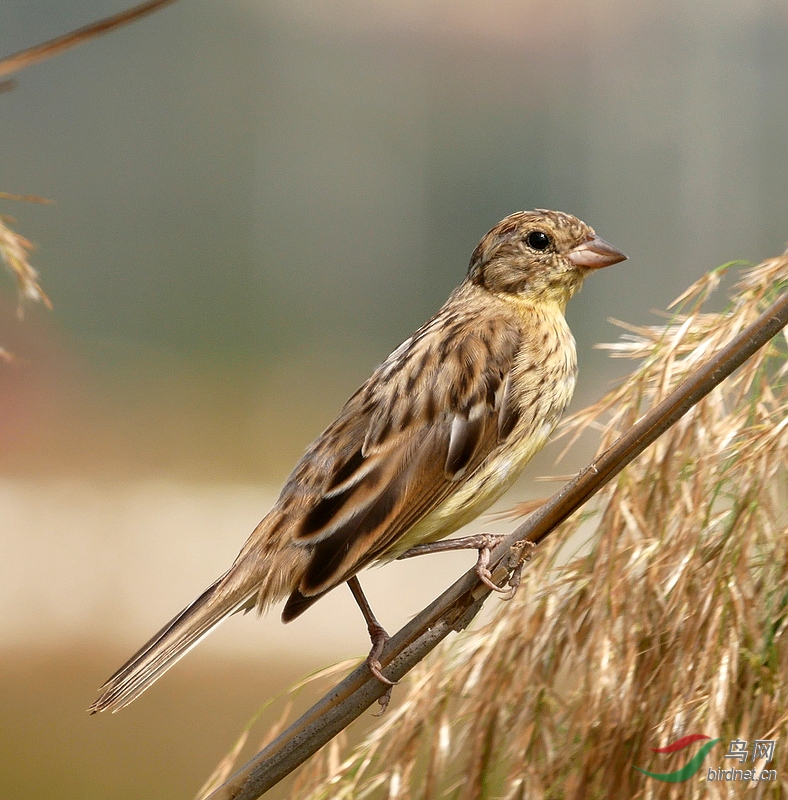 P5520725 - ����.JPG