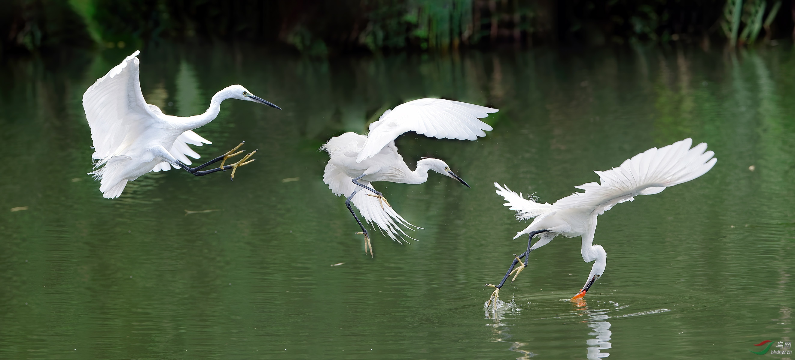 DSC_2425a.jpg
