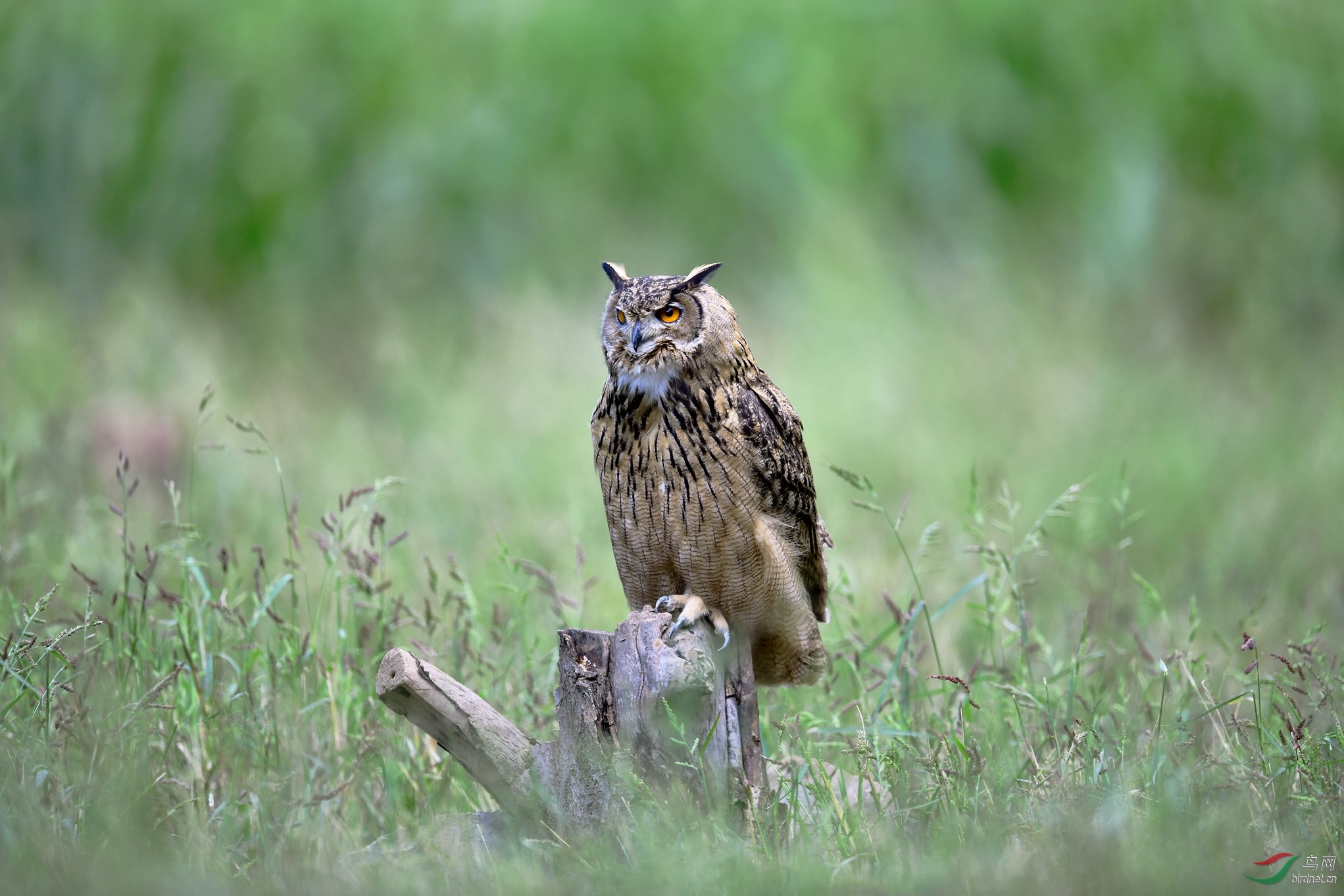 DSC_5288_����58.jpg