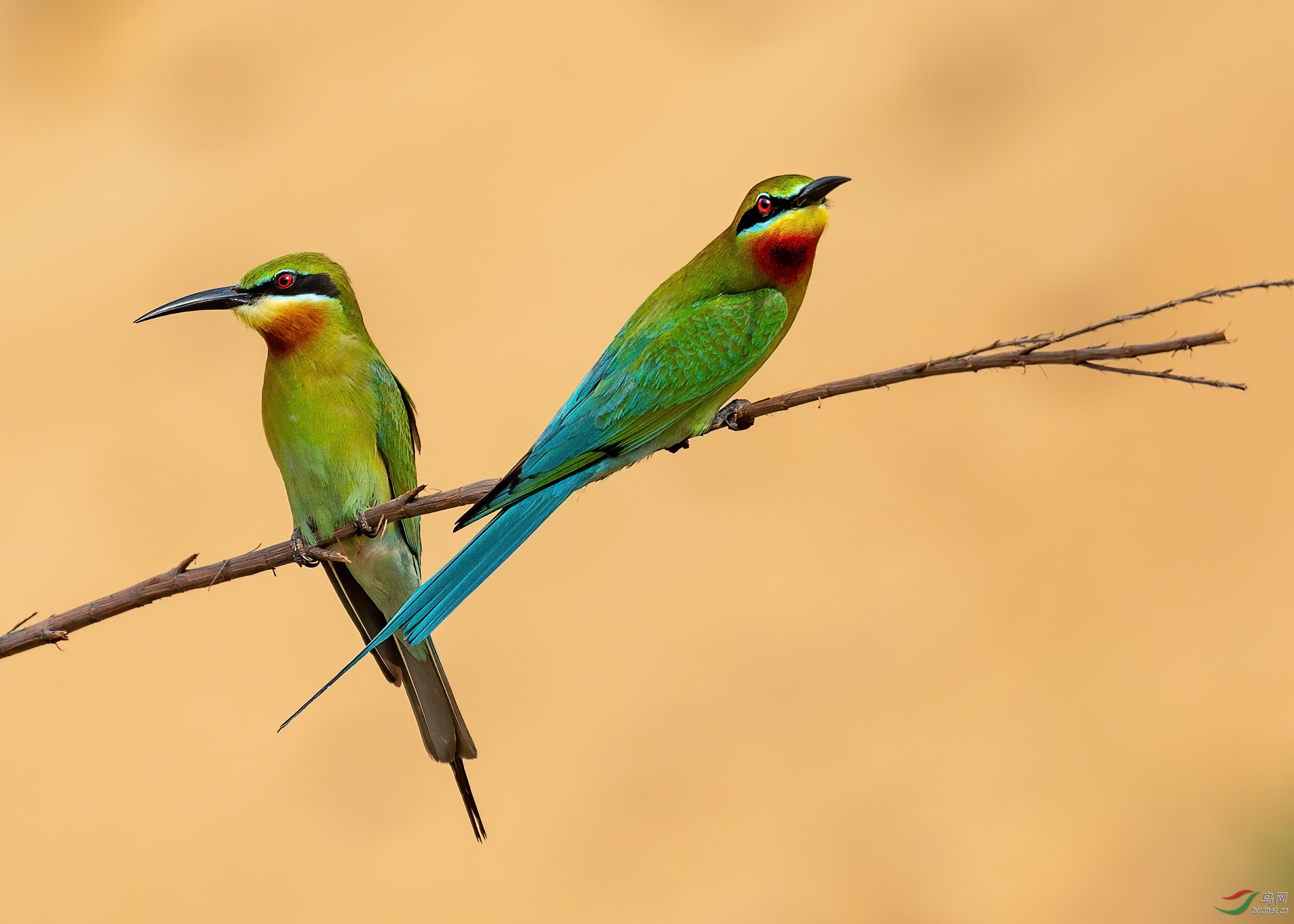 _L7A5238-1.jpg