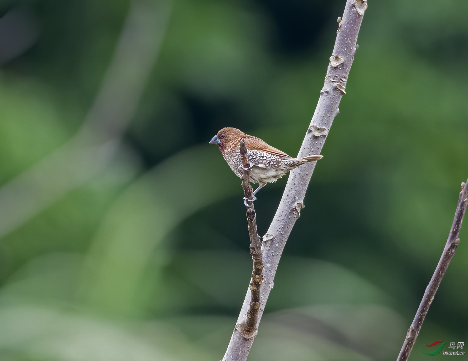 DSC_5554.jpg