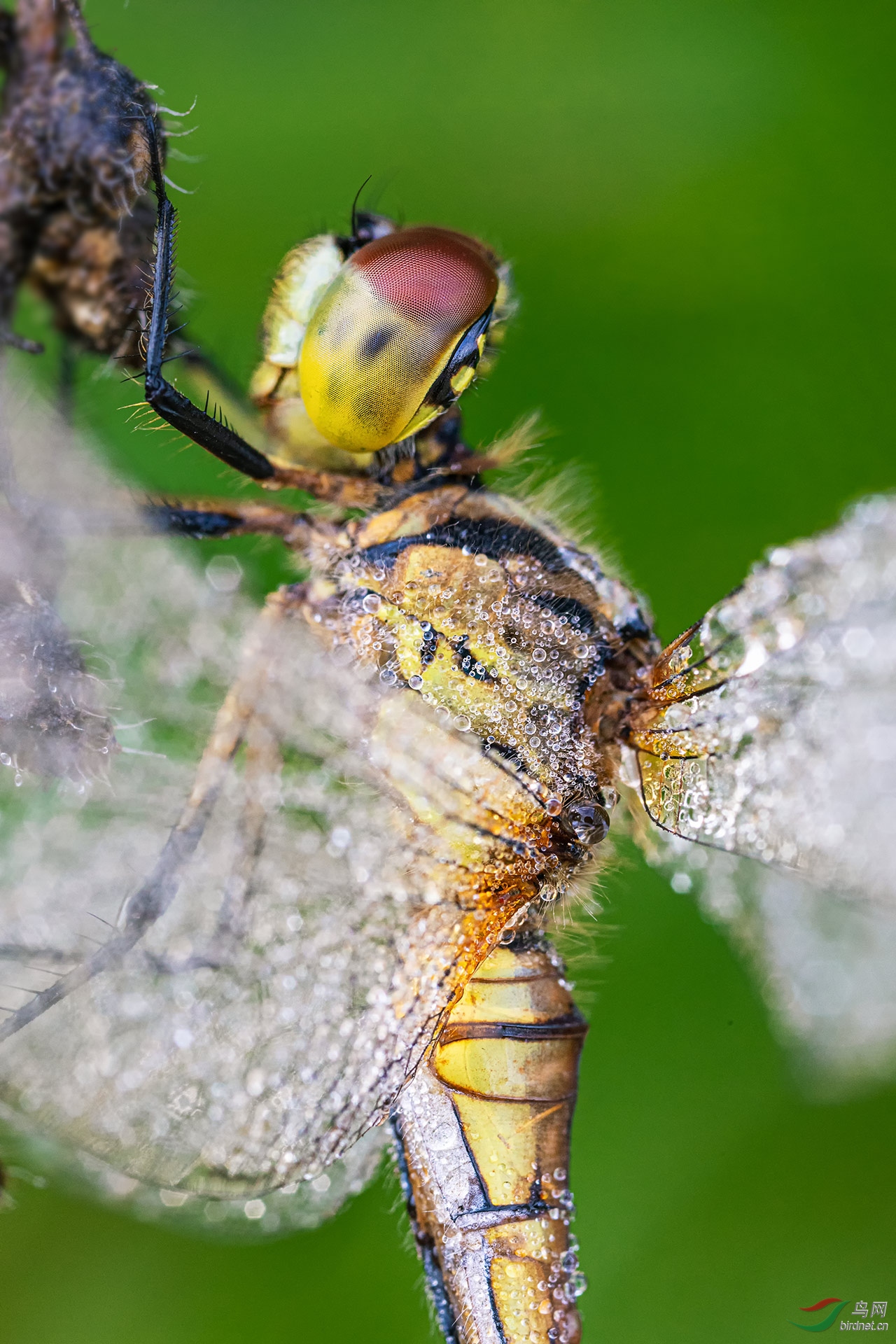 _G3A2451-1.jpg