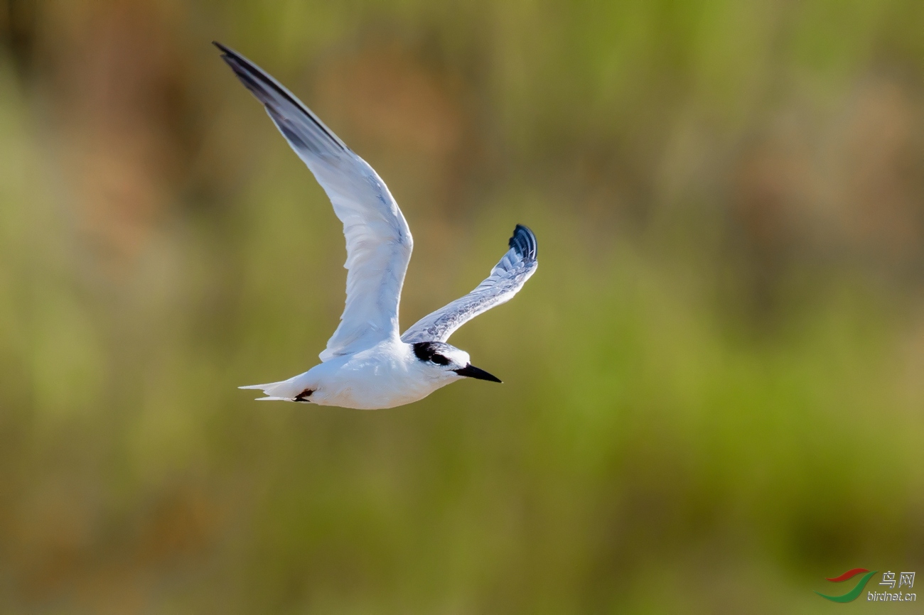 DSC_6446---_����2.jpg