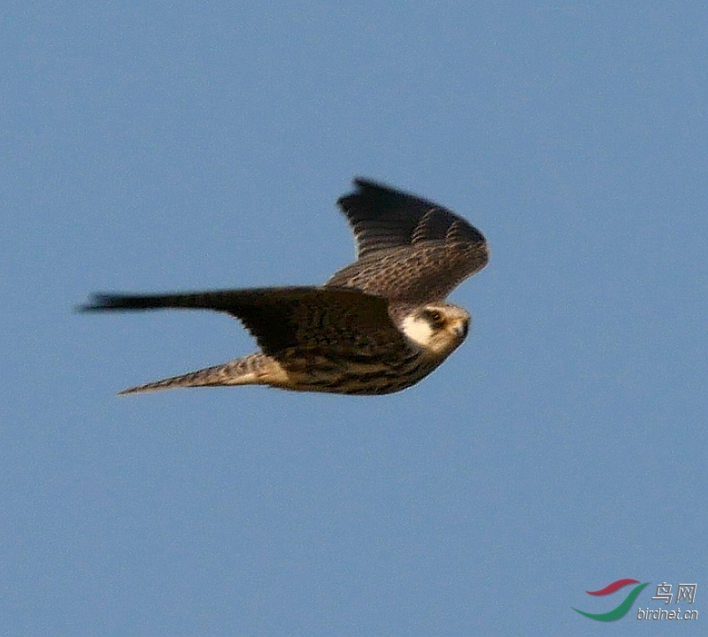 P5520914 - ���� (2).JPG