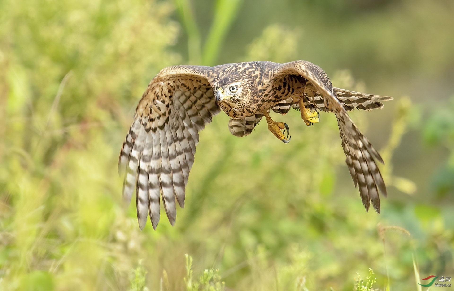 DSC_7030-denoise_1.jpg