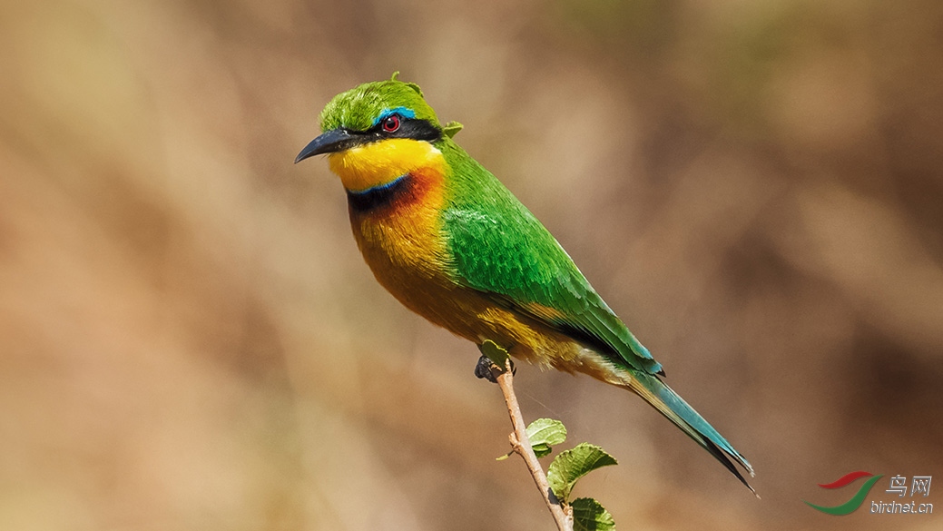 7-074A2756 С�仢-1.jpg