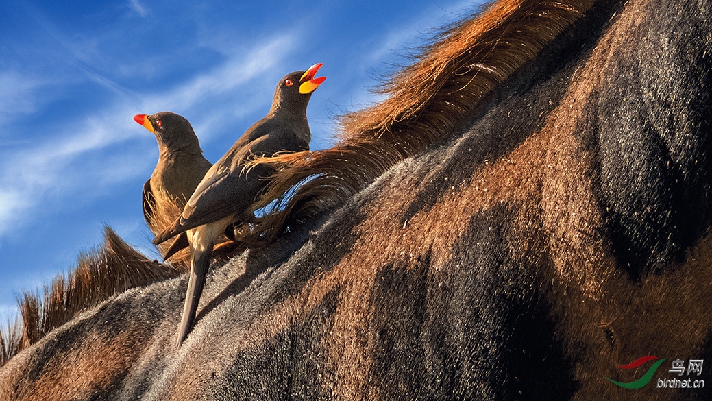 8-074A0577 ����ţ���-.jpg