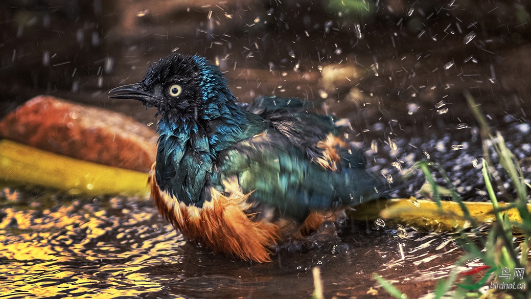 9-074A3369 ��ͷ�����-1.jpg