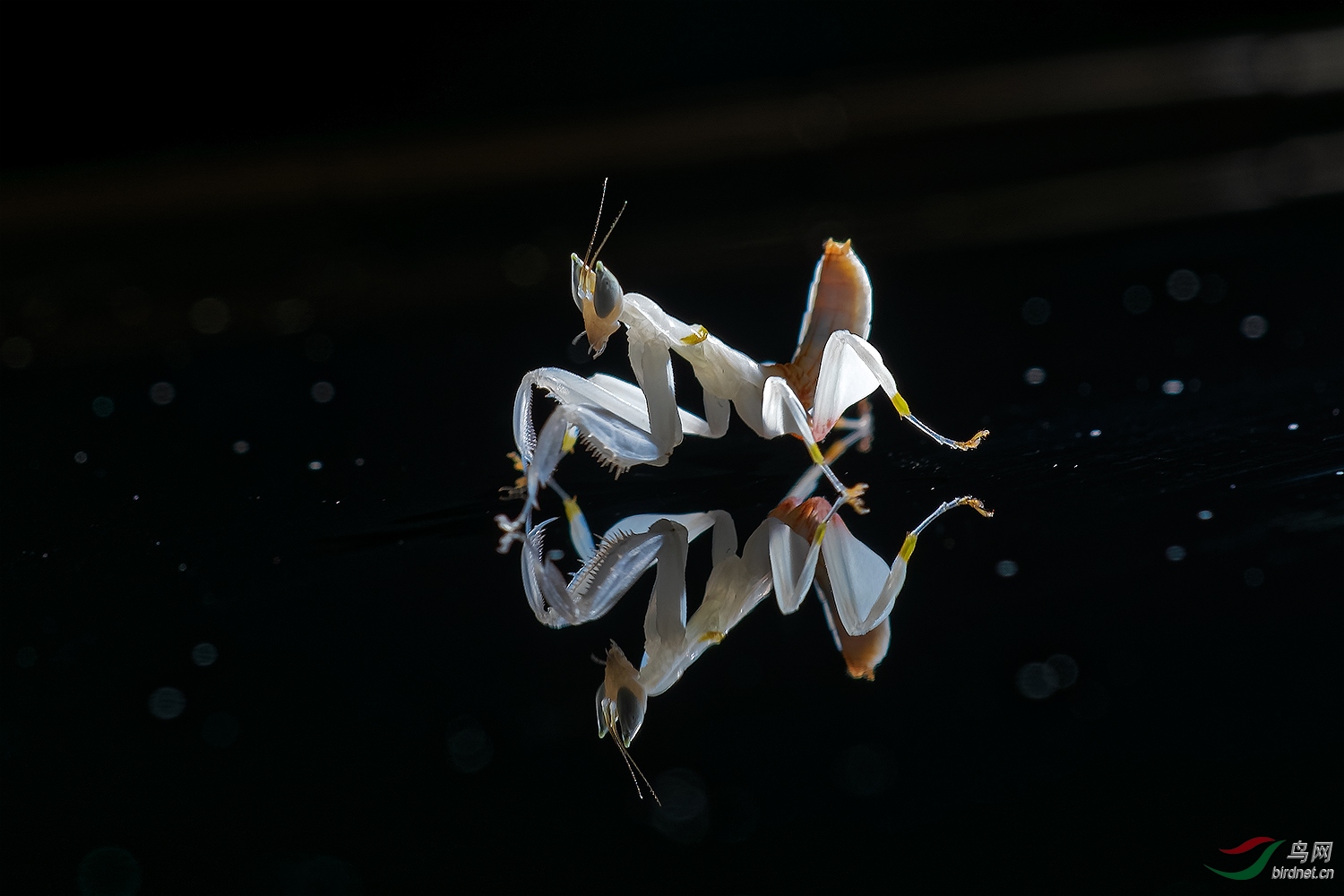 阔臂螳螂【贺获首页精华】