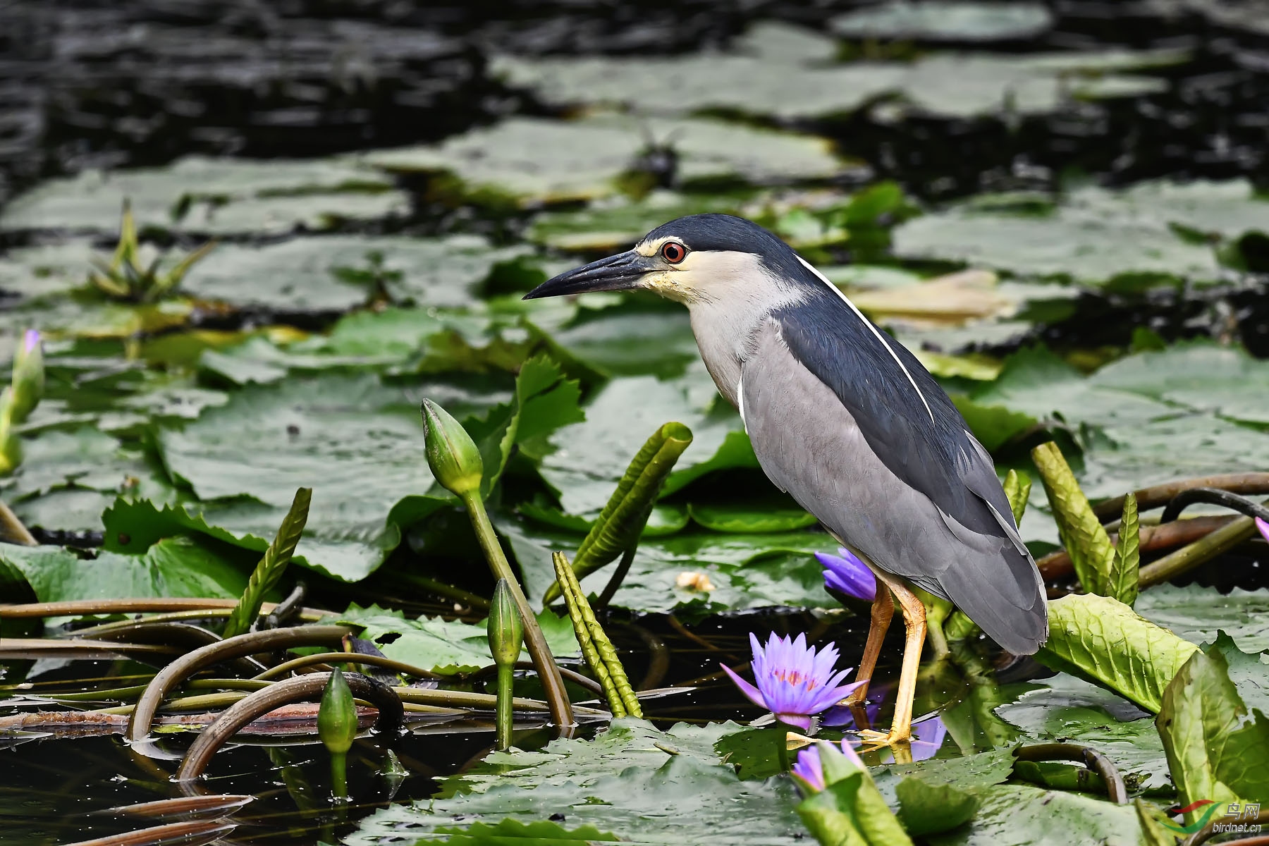 DSC_5696.jpg