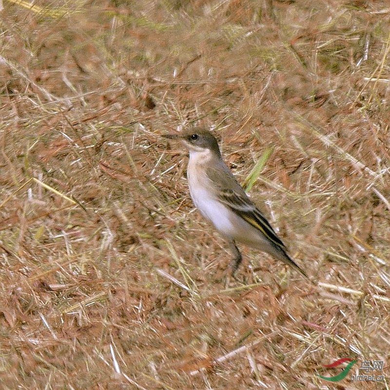 P5520227 - ����.JPG