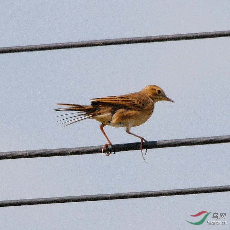 P5520342 - ����.JPG