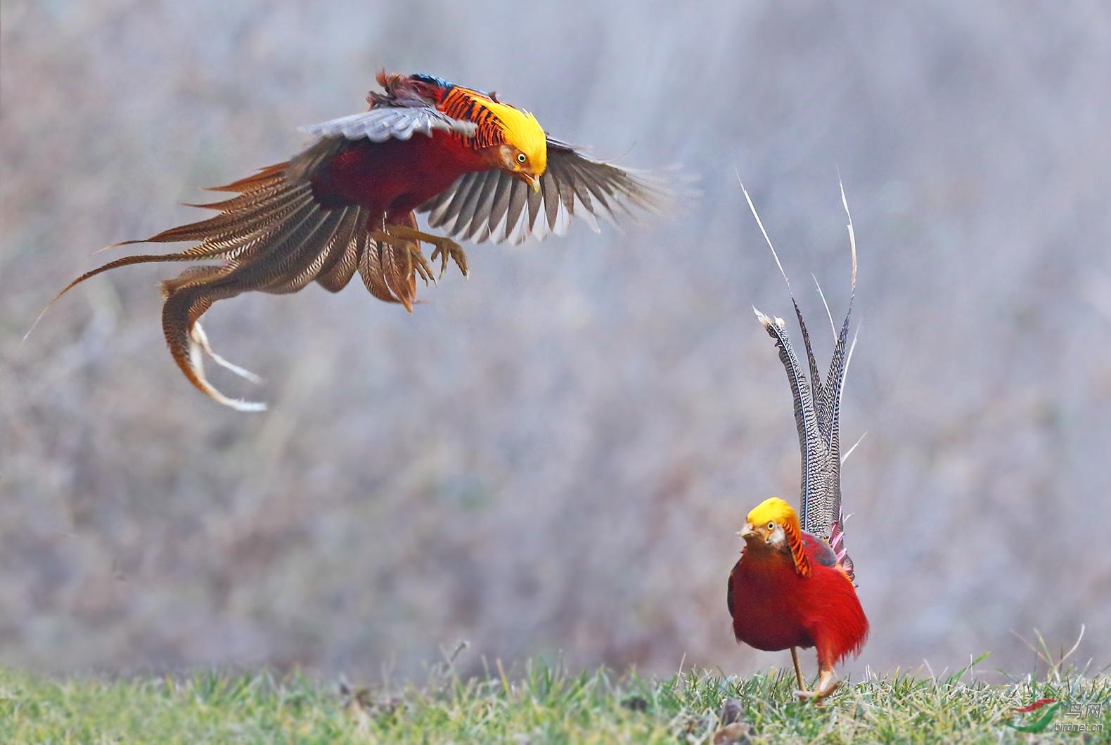 天王盖地虎祝贺荣获首页精华