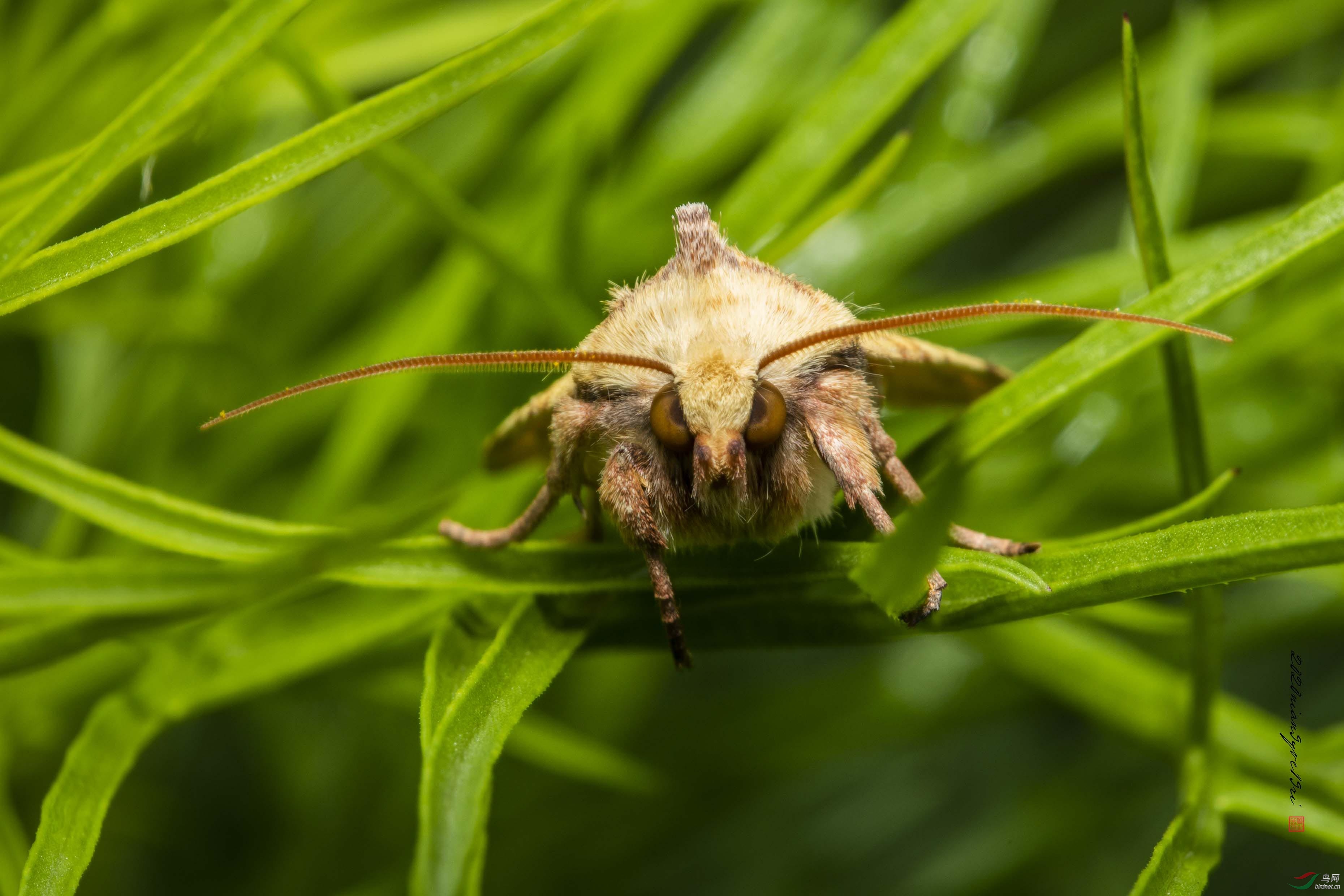 ����η��