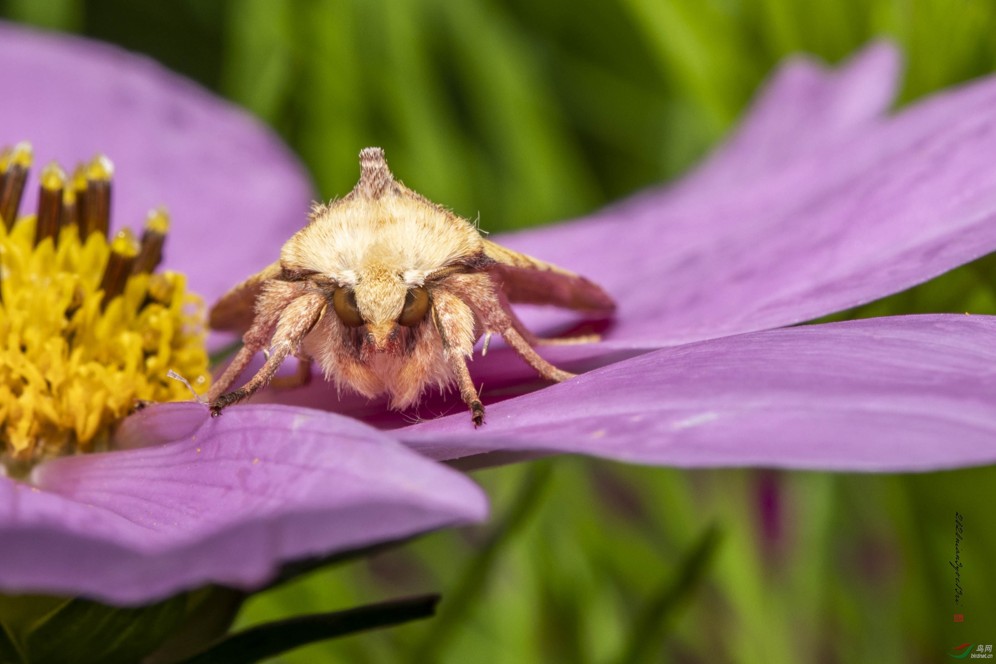 �����ӡ�