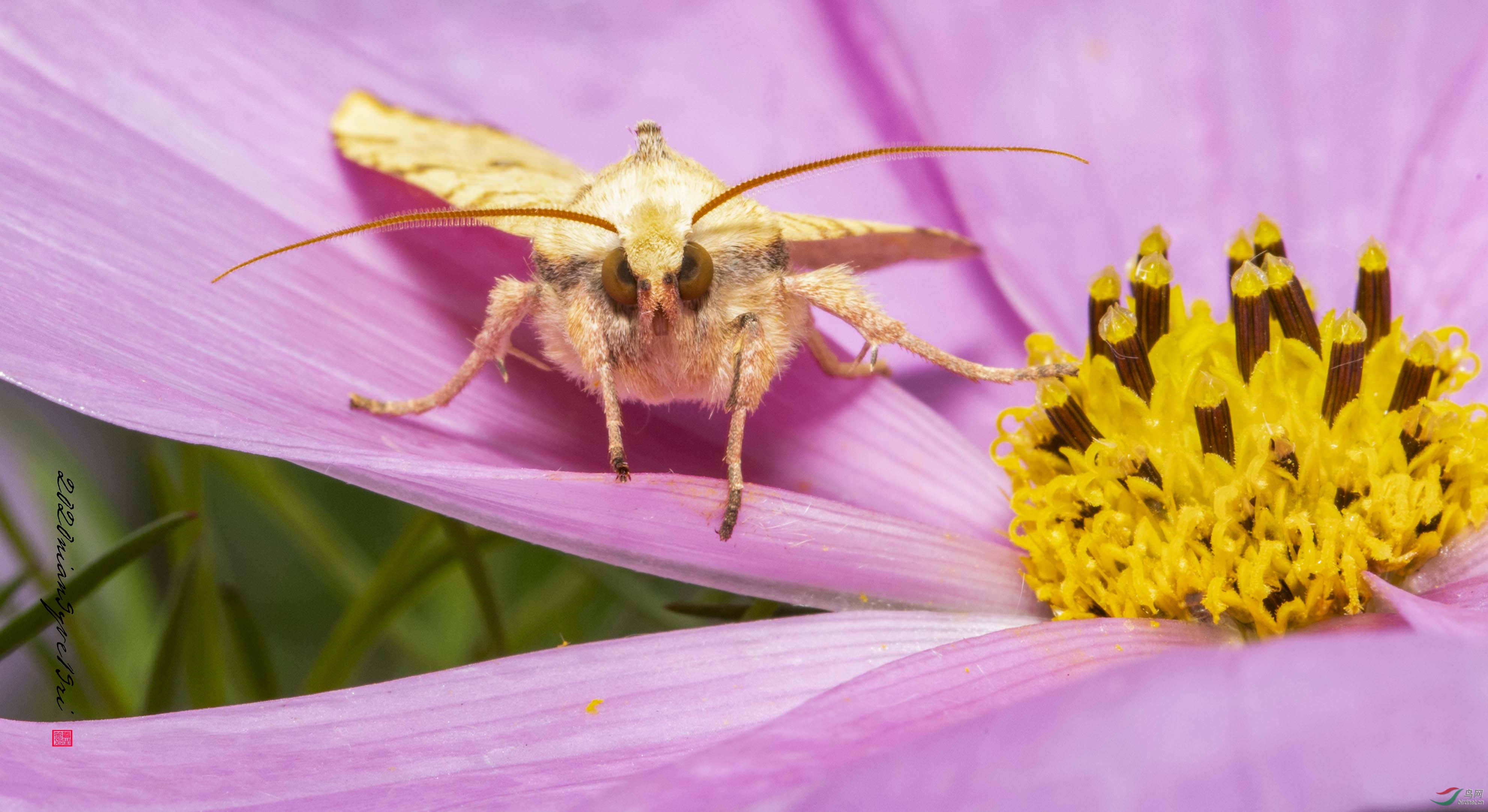 ���뻨���ޡ�