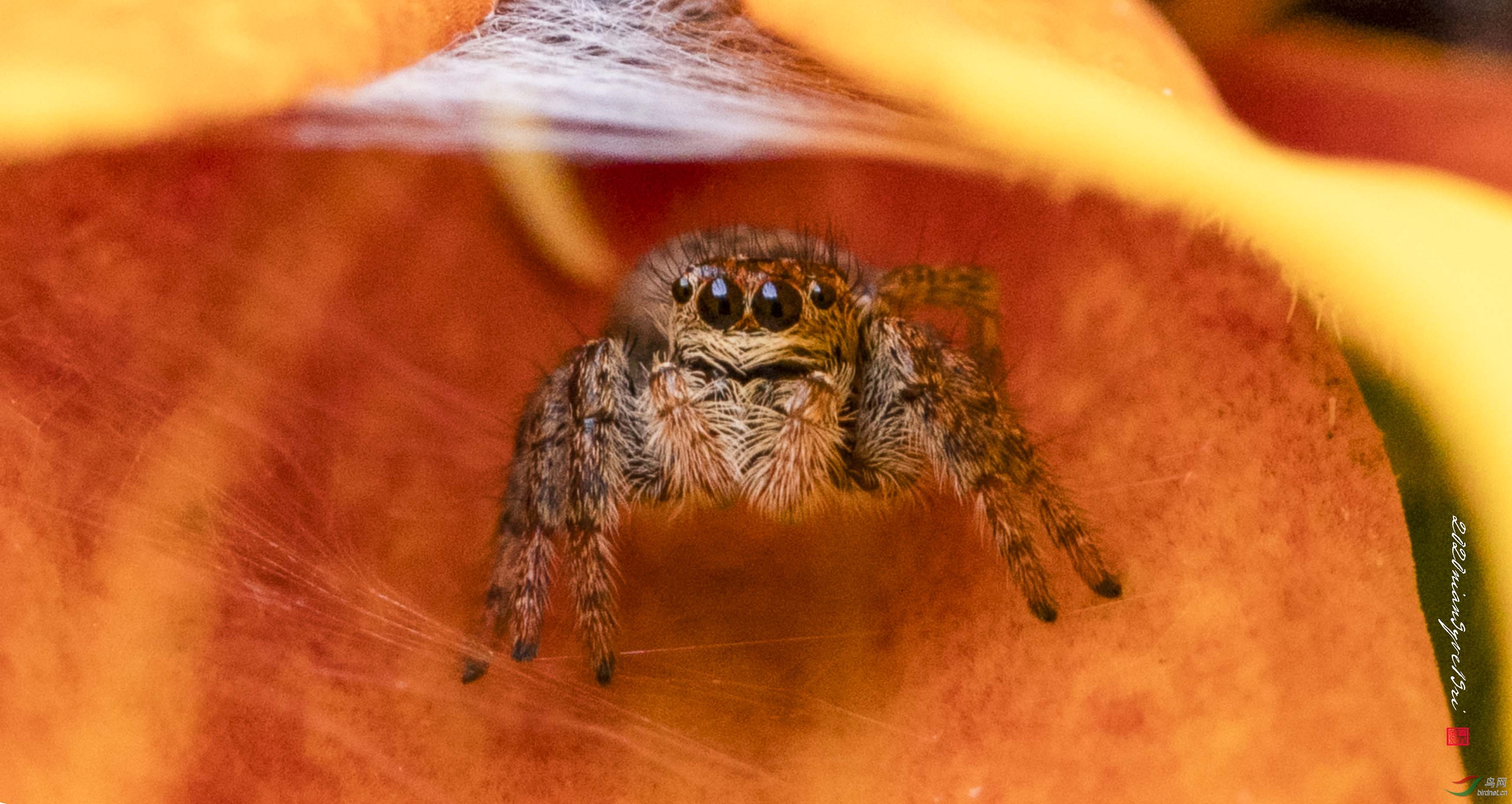 �����顱����-1Ƭ