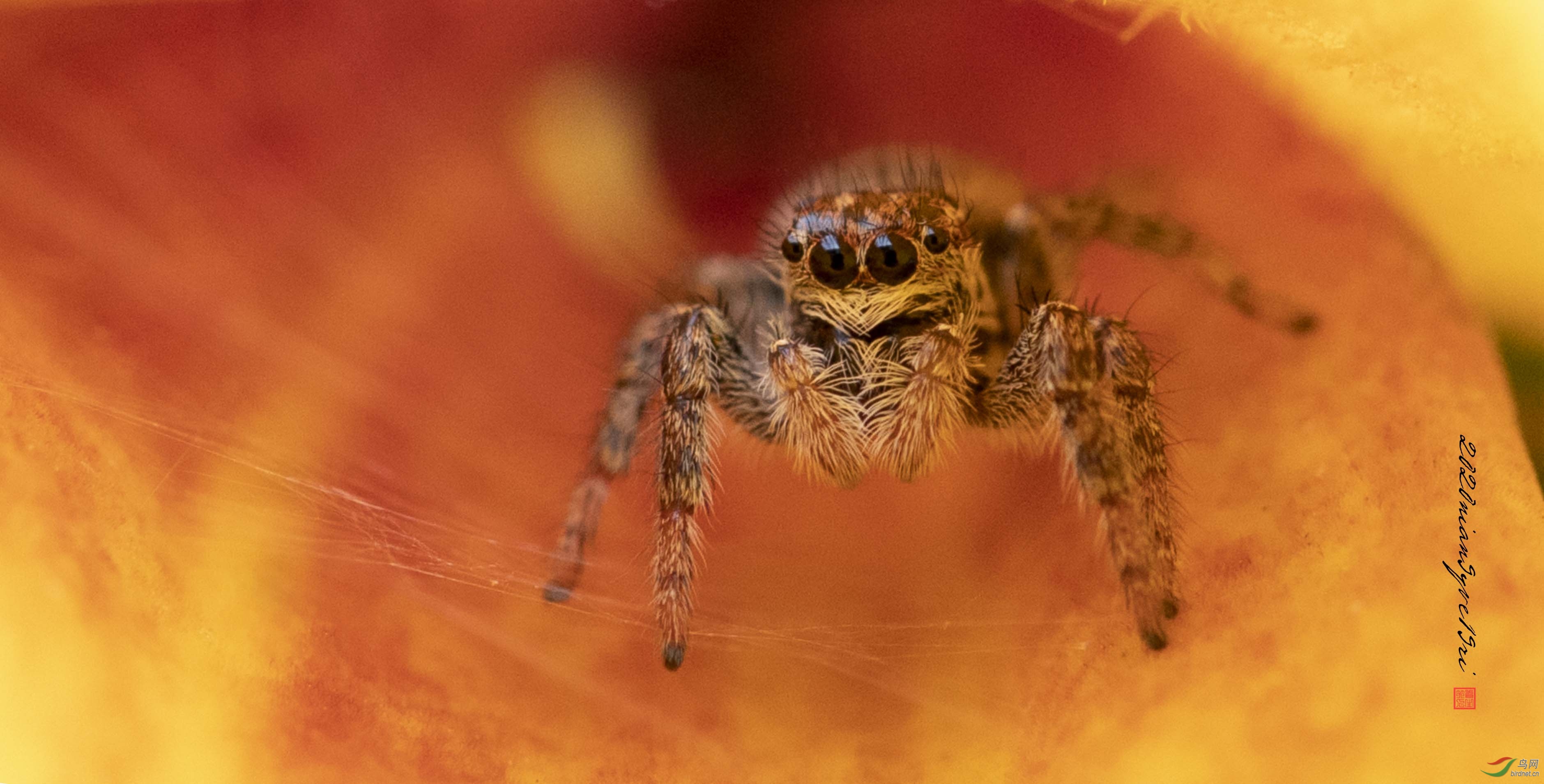 �����顱����-2Ƭ