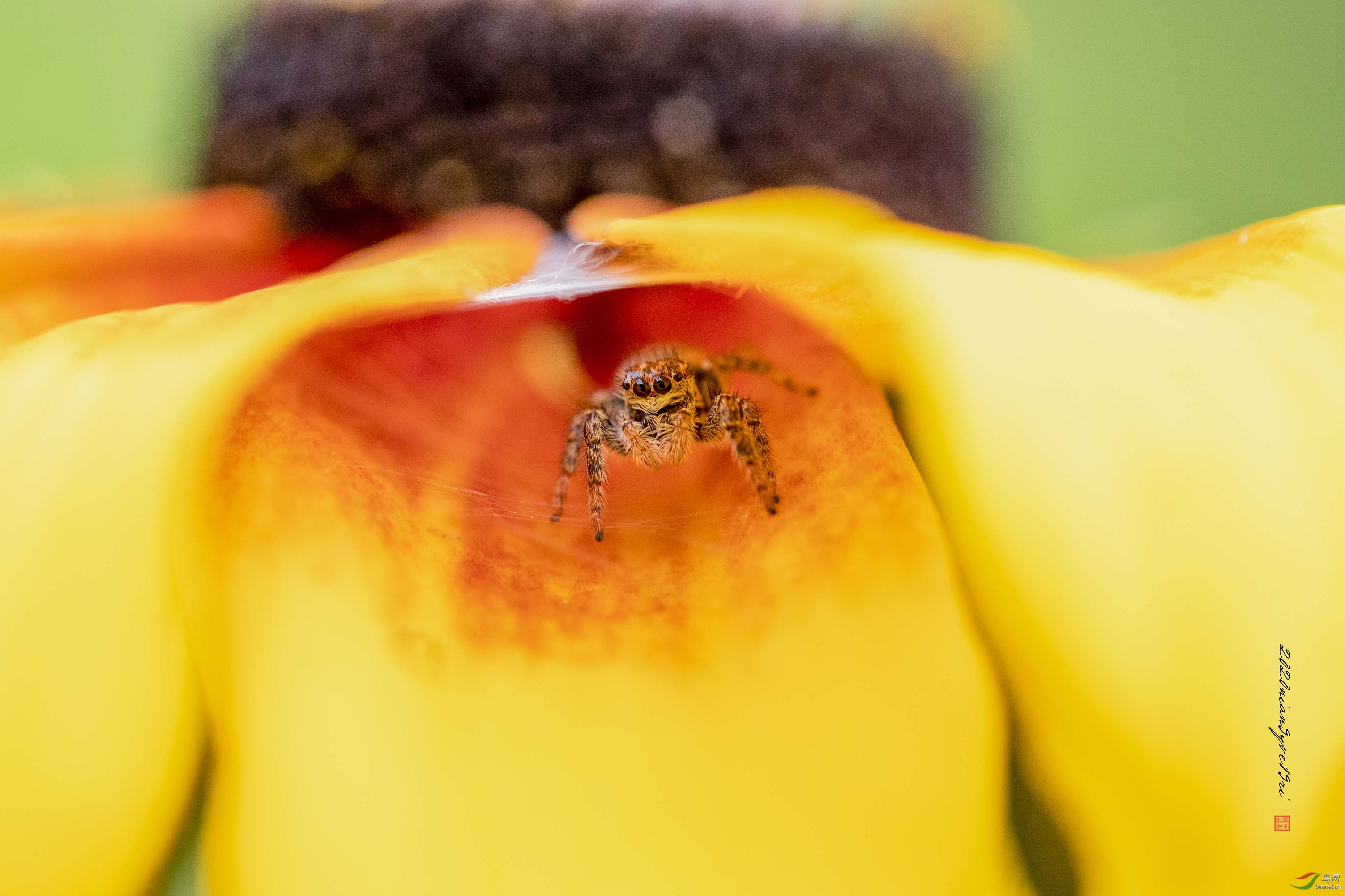 �����顱����-3Ƭ