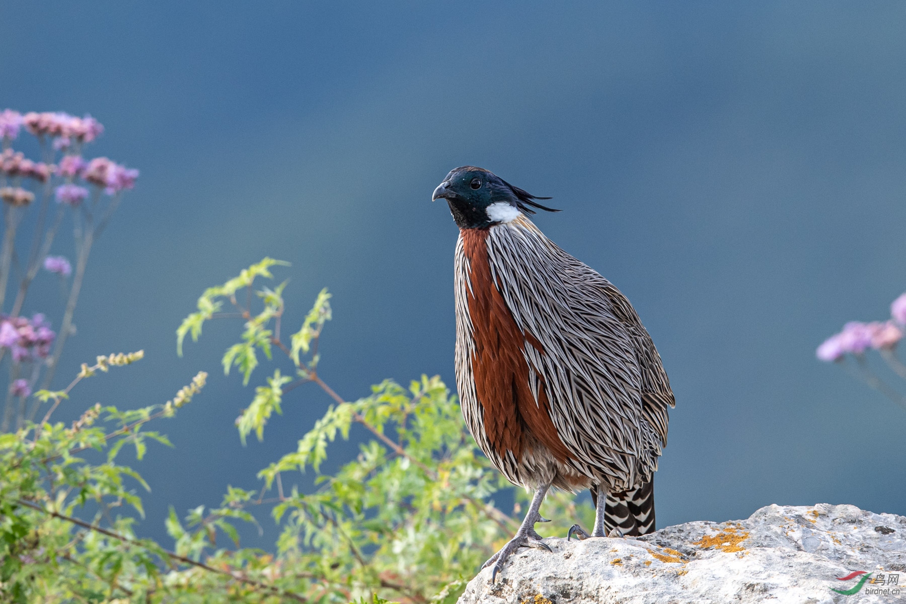 զ����һ���أ�