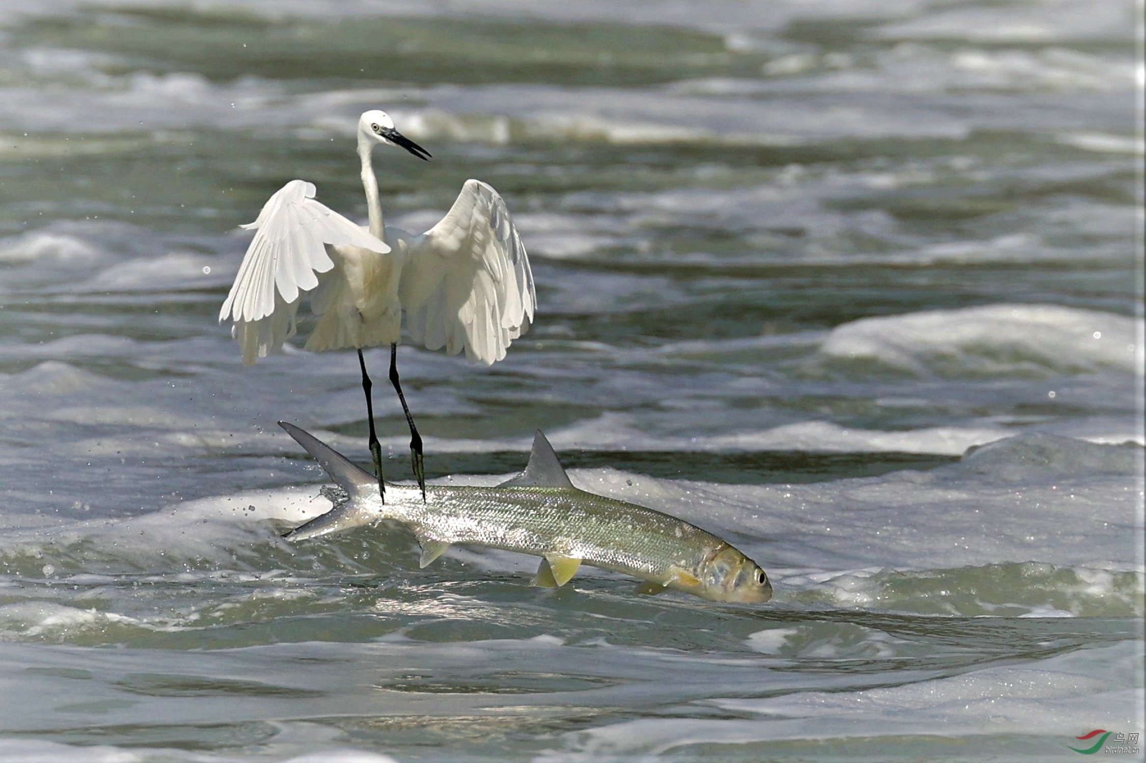 ���ϰ���  �o�Y�� 2I6018-1.jpg