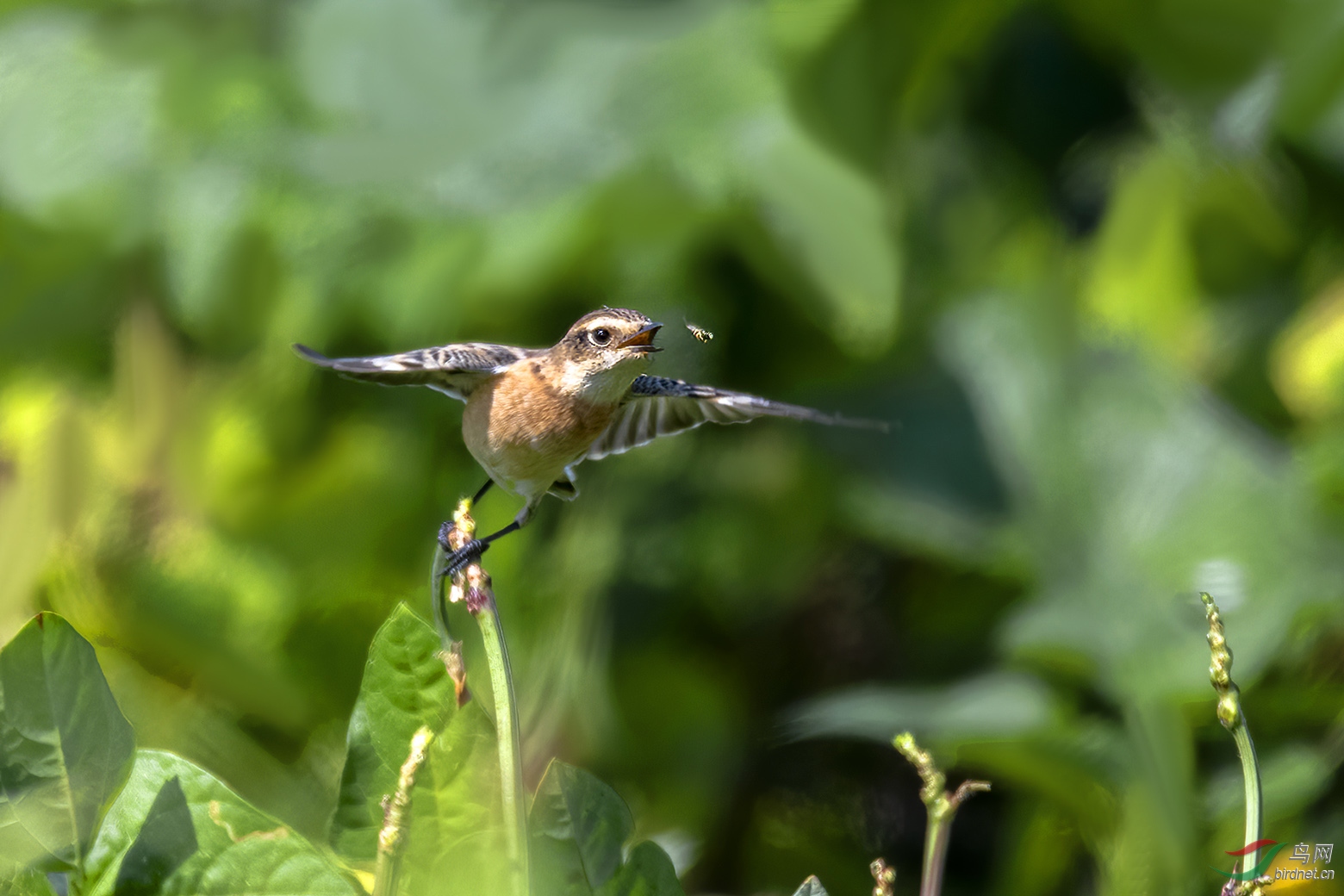 DSC_5194-1.jpg