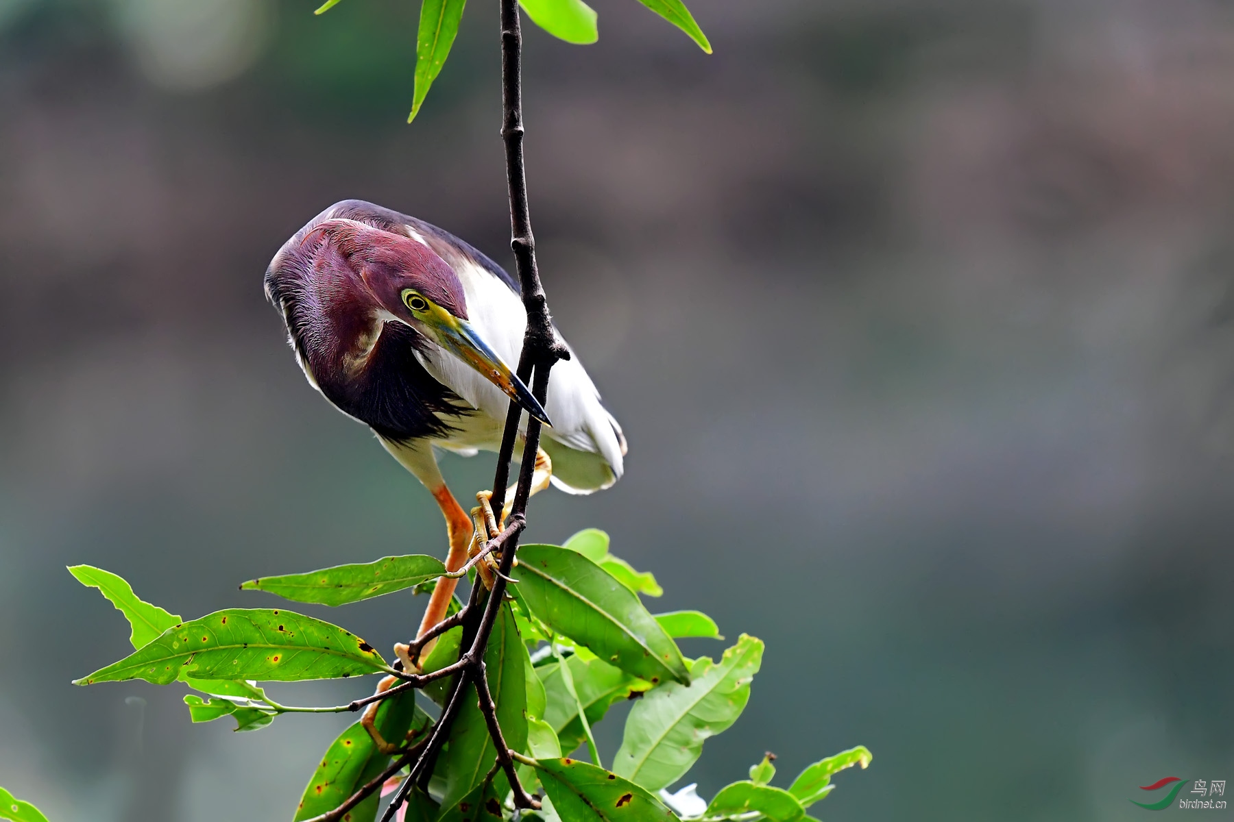 DSC_8419.jpg