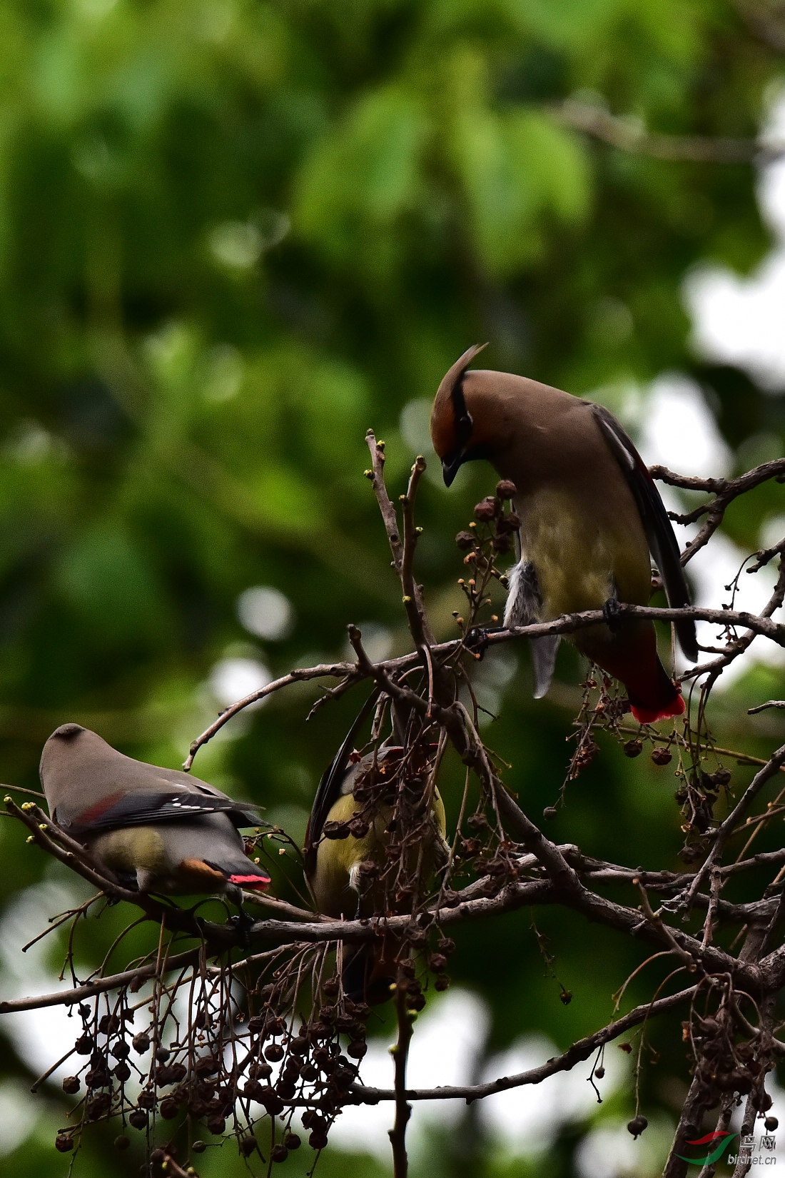 DSC_0416.JPG