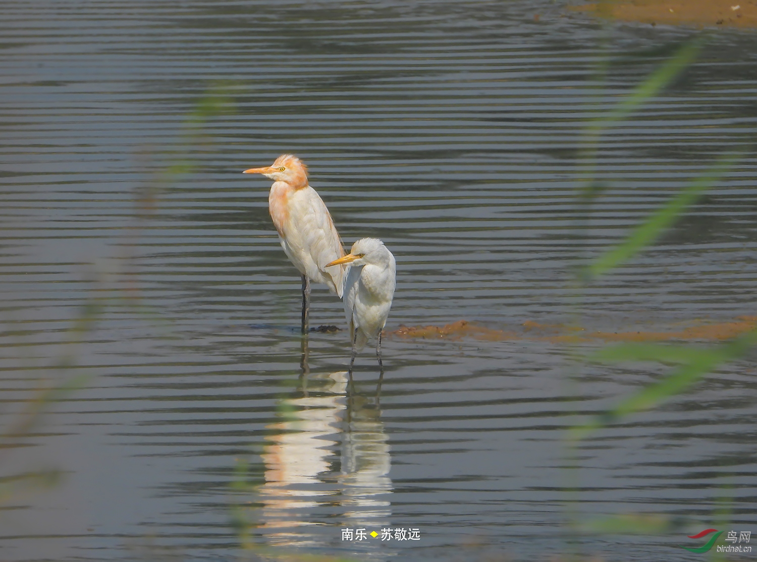 DSCN9676СС.jpg