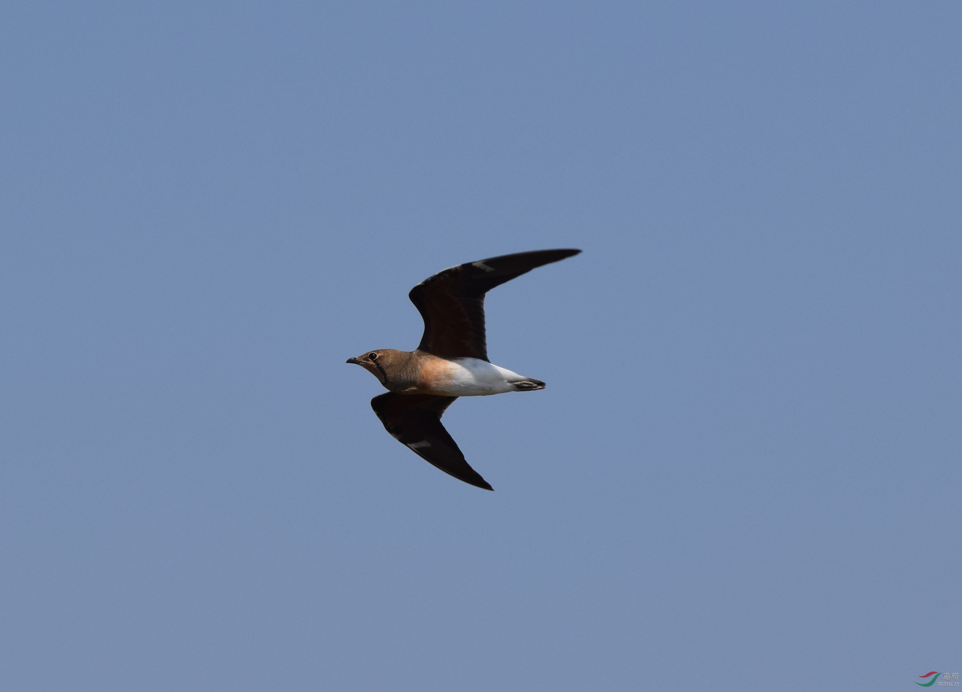 DSC_0559_����.jpg