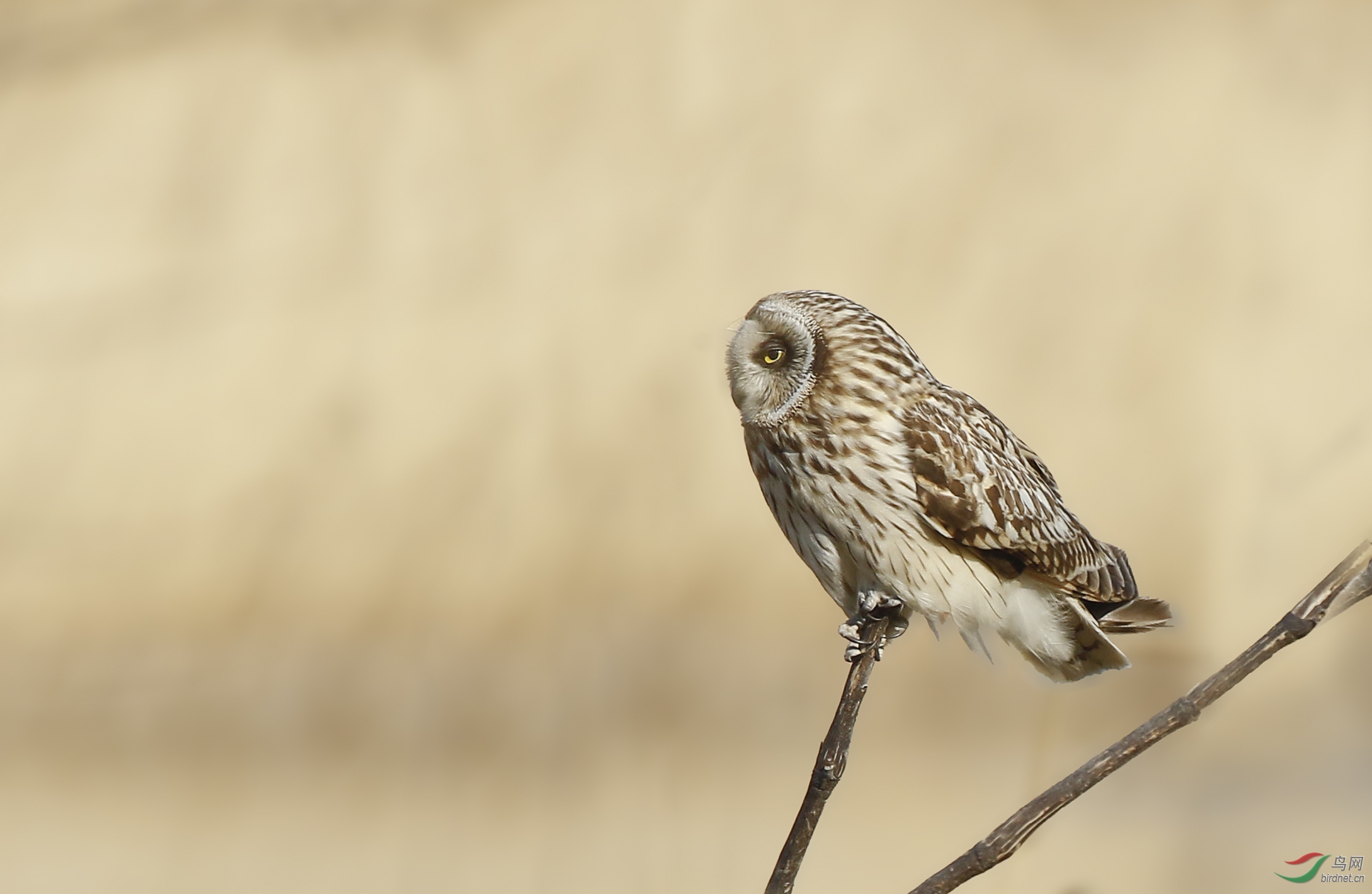 短耳枭 (贺获鸟类精华)