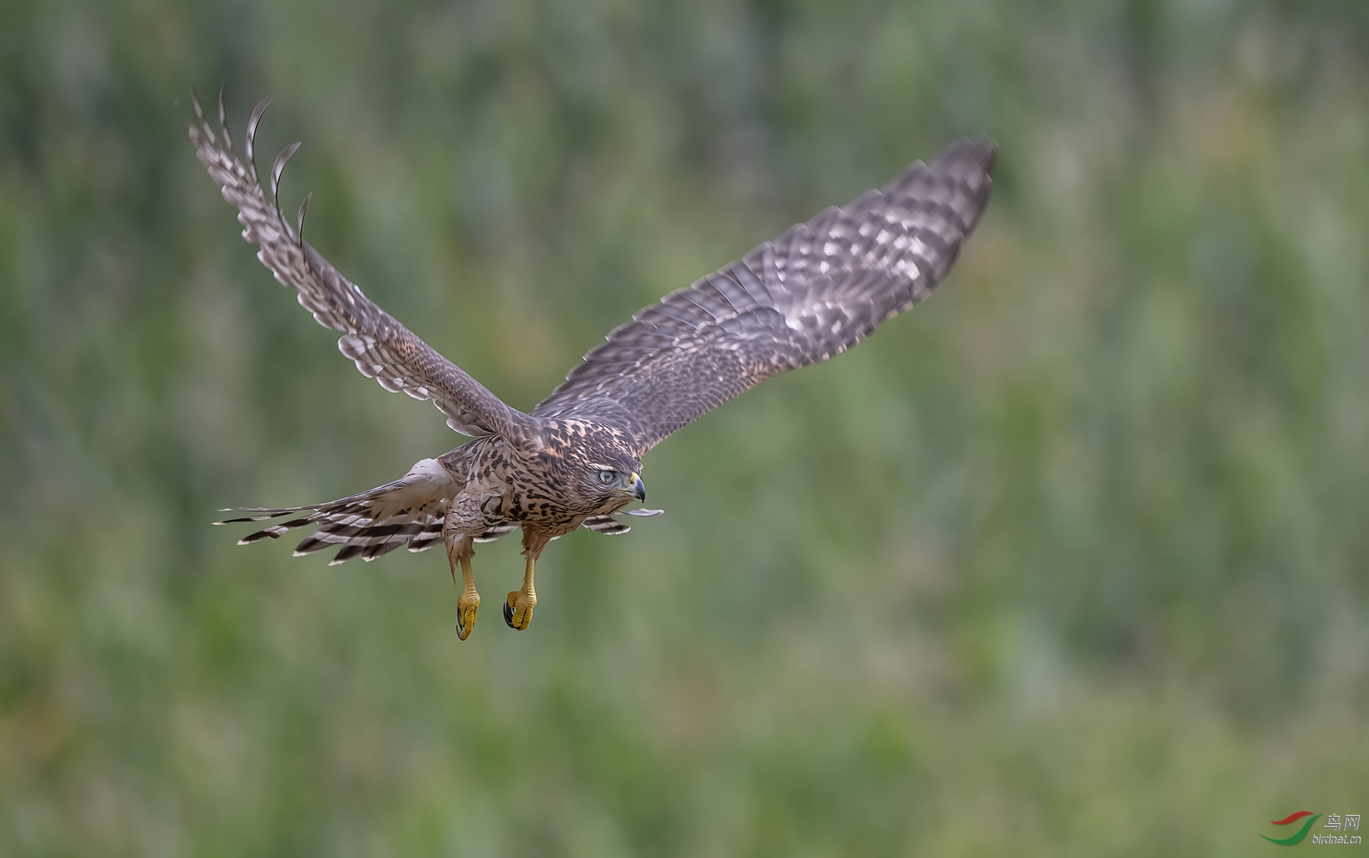 DSC_9796-denoise.jpg