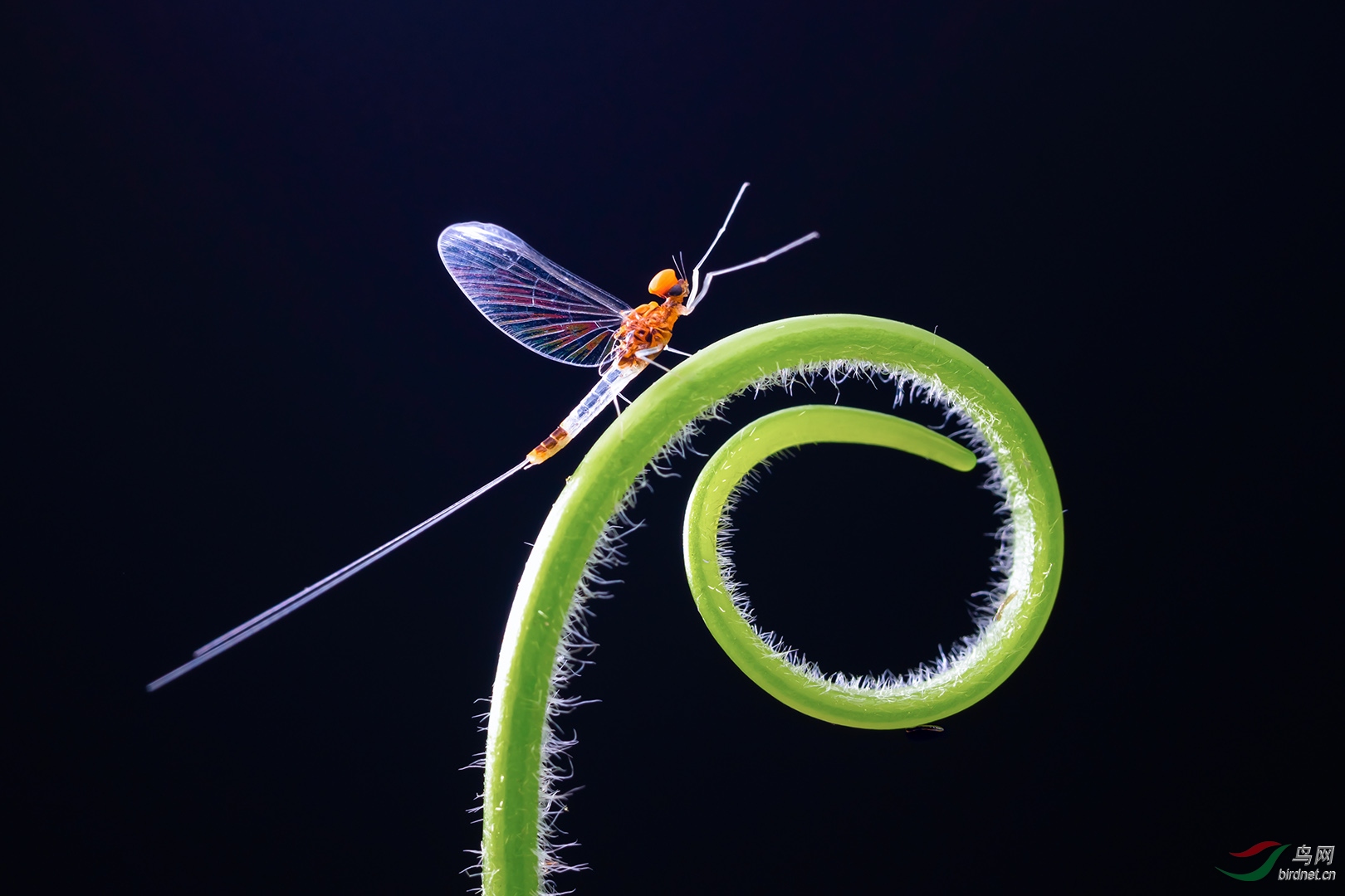 东洲蜉蝣贺获首页精华