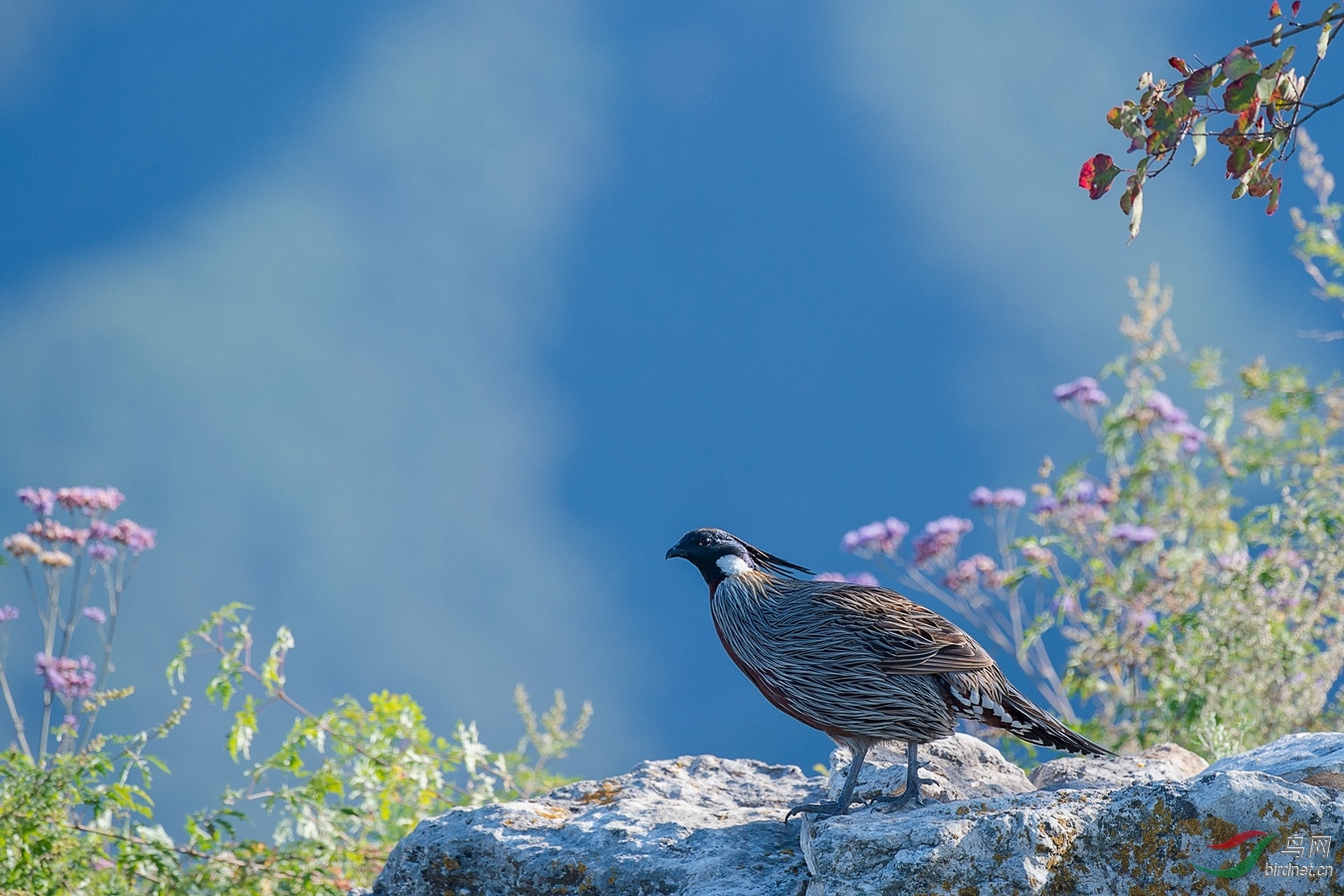 XCG_0113 - ����.jpg