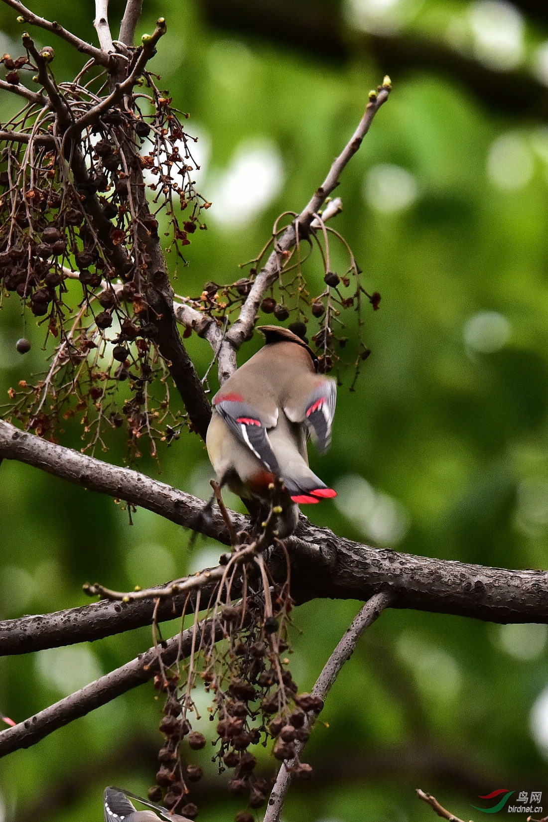 DSC_0433.JPG