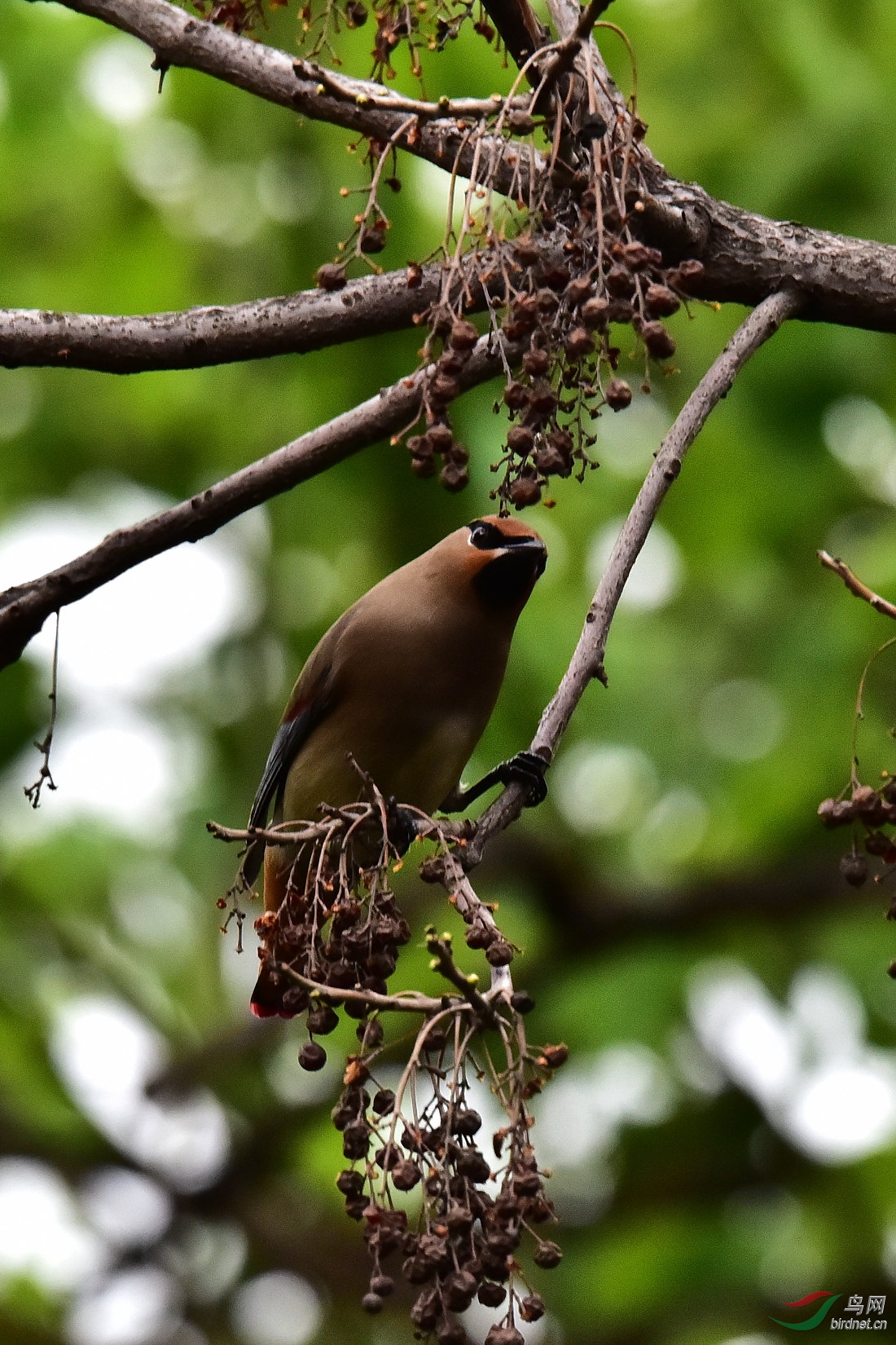 DSC_0434.JPG